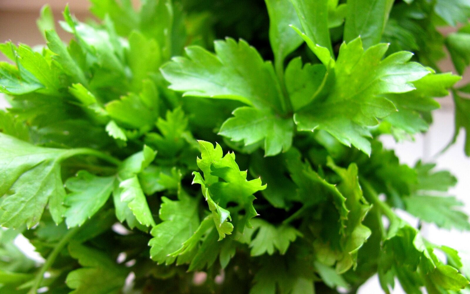 Canon PowerShot SX110 IS sample photo. Parsley, green, plant photography