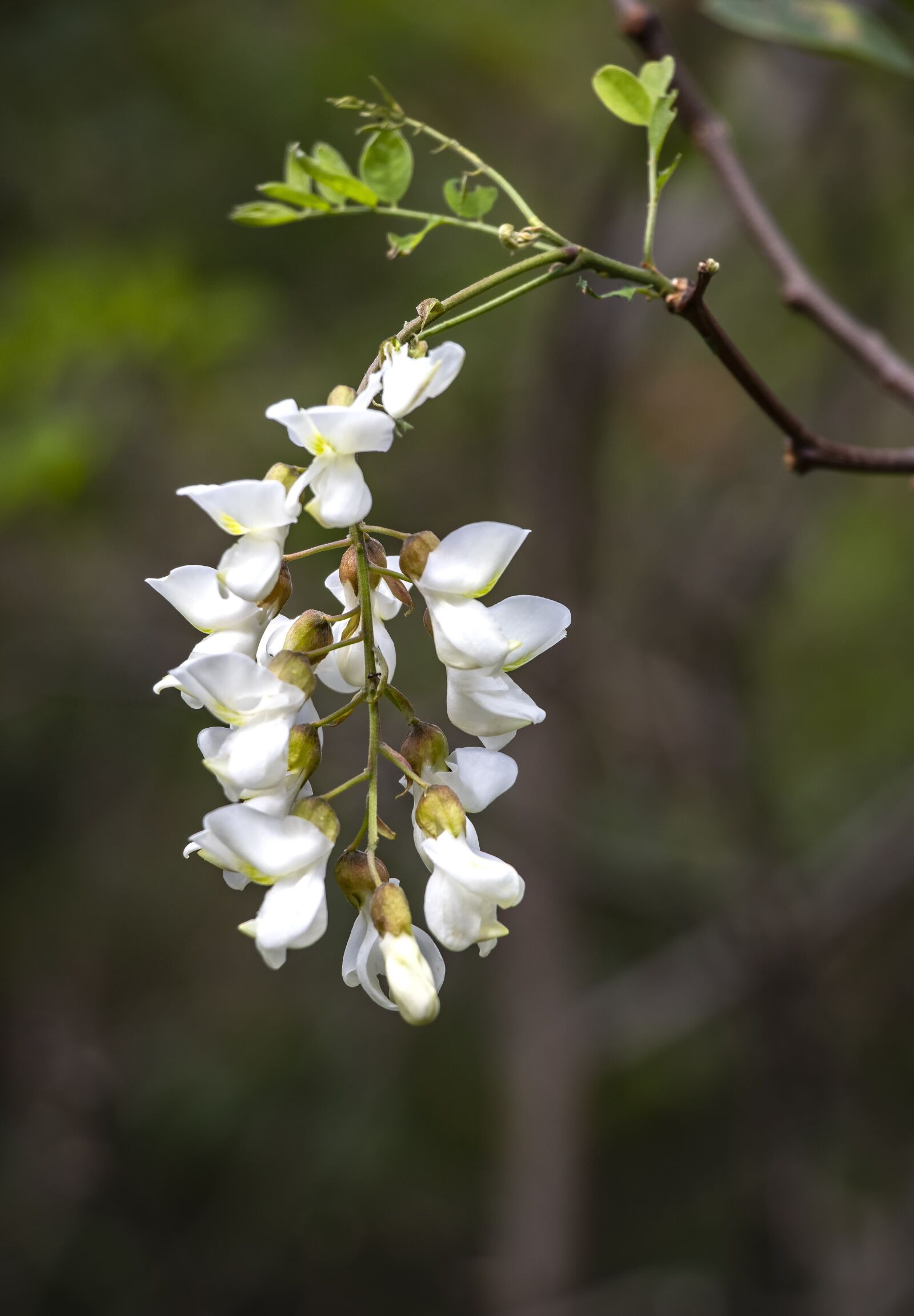 Canon EF-S 18-135mm F3.5-5.6 IS USM sample photo. Acacia, white, nature photography