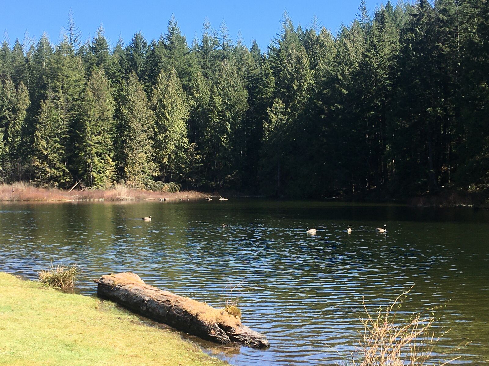 iPhone 6s Plus back camera 4.15mm f/2.2 sample photo. Water, river, nature photography