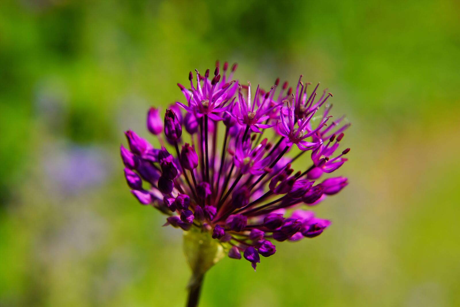 Sony a99 II sample photo. Flower, blossom, bloom photography