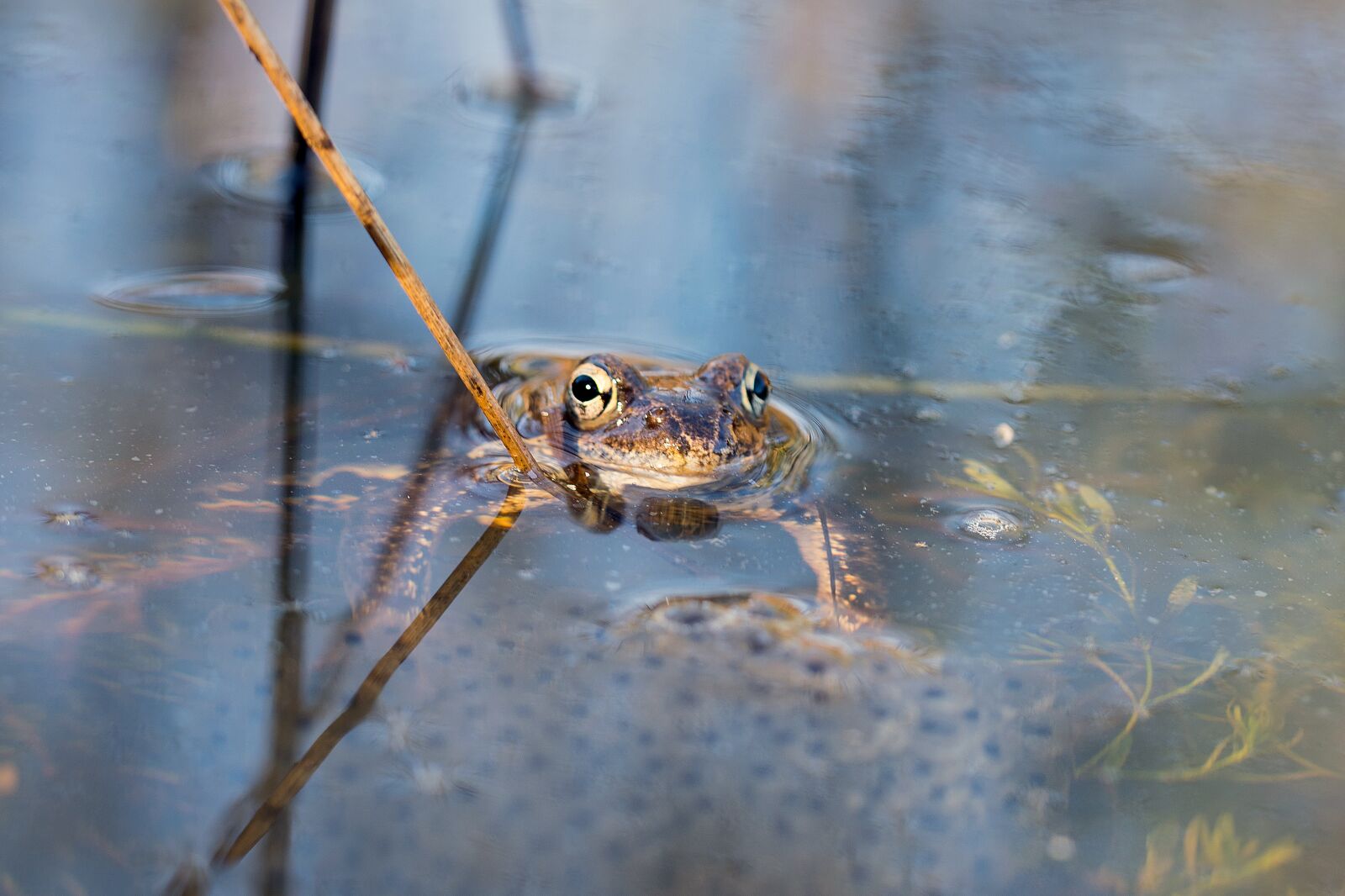 Nikon D3300 sample photo. Frog, spawning, water photography