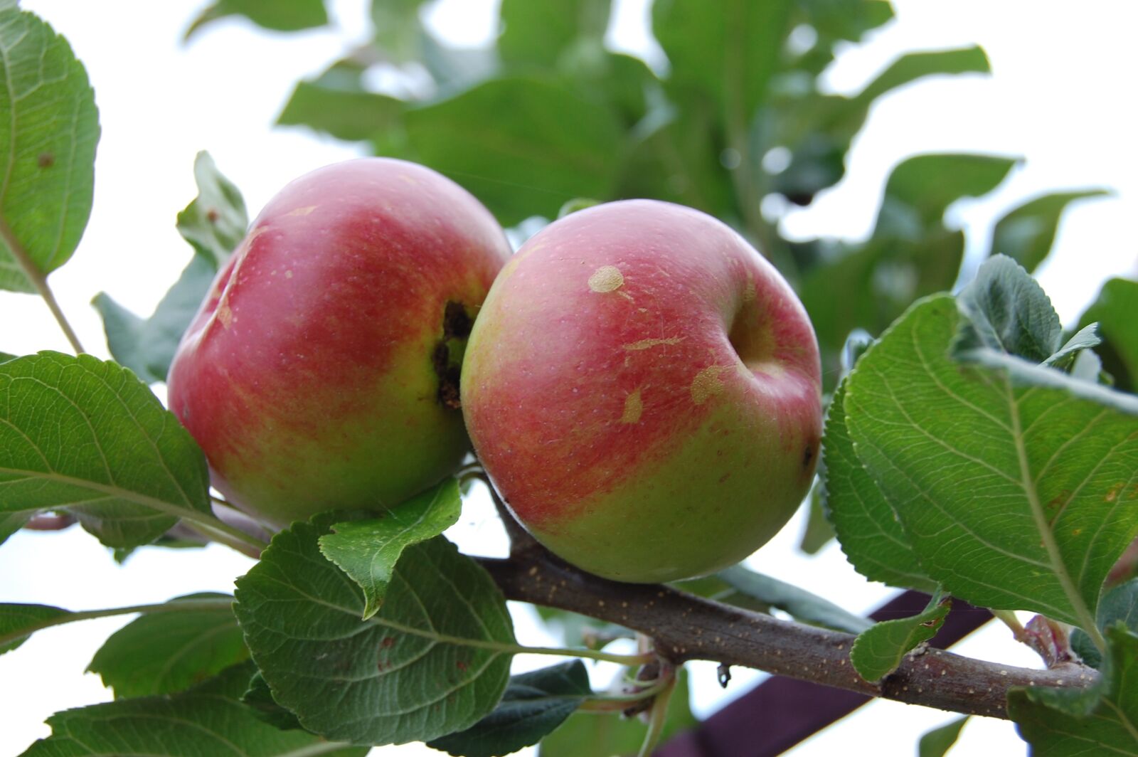 Nikon D40 sample photo. Apple, fruit, apple tree photography