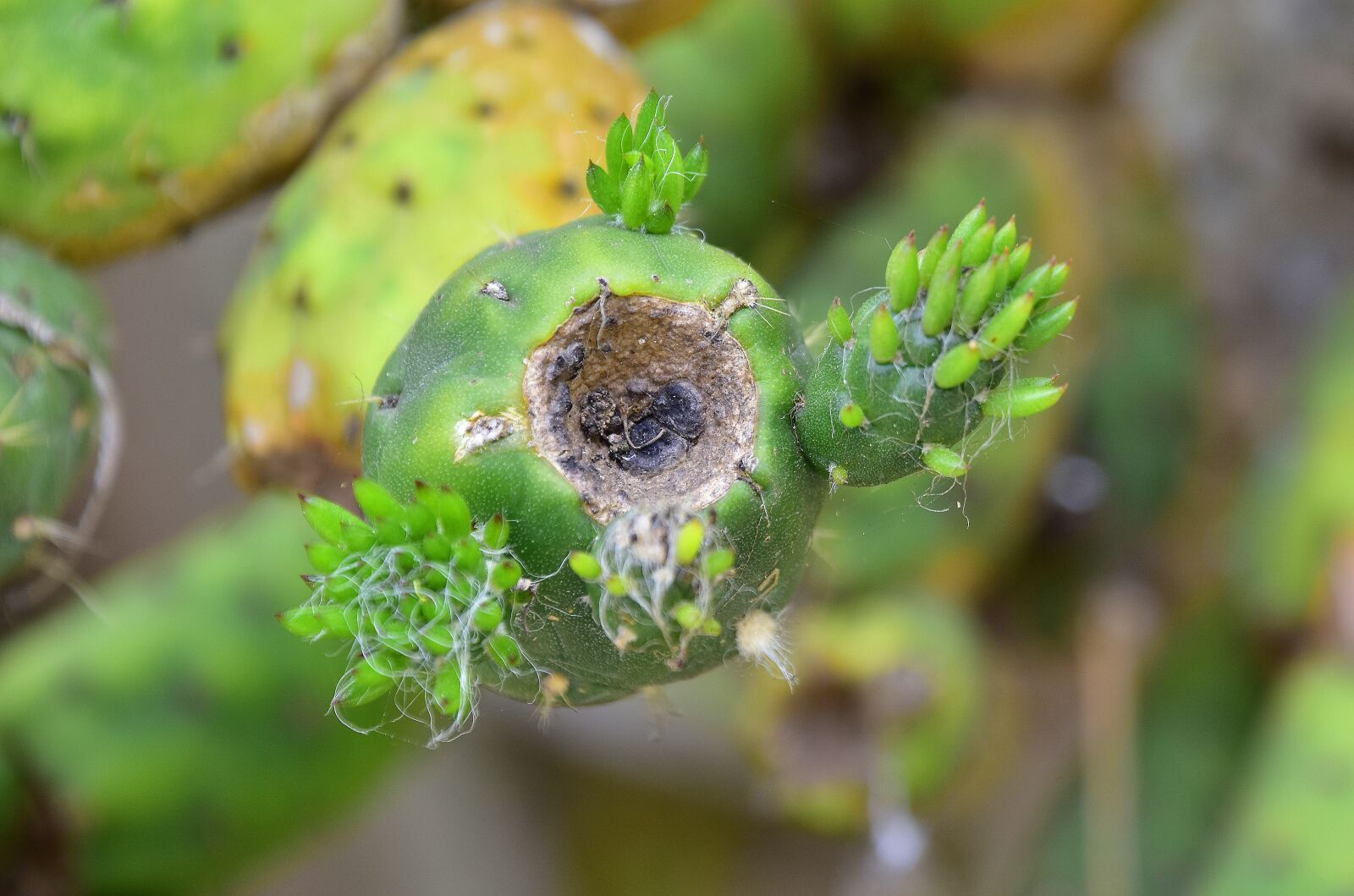 Nikon D7200 sample photo. Plants, cactus, vegetable photography