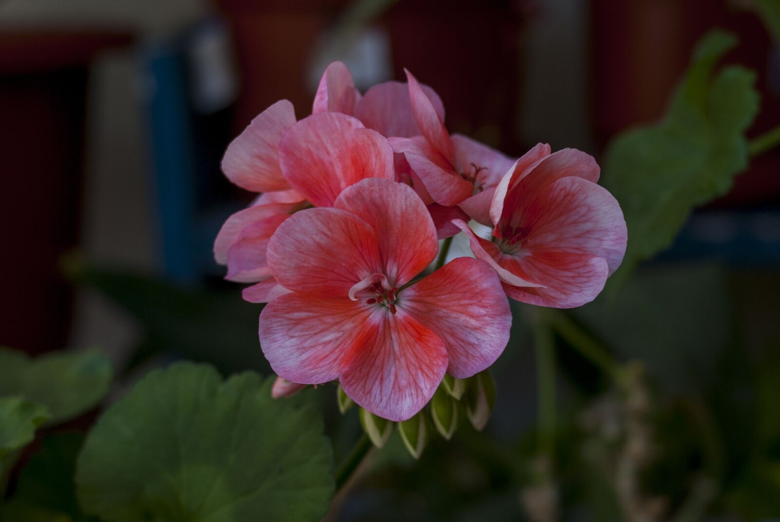 Nikon D60 sample photo. Flower, nature, plant photography