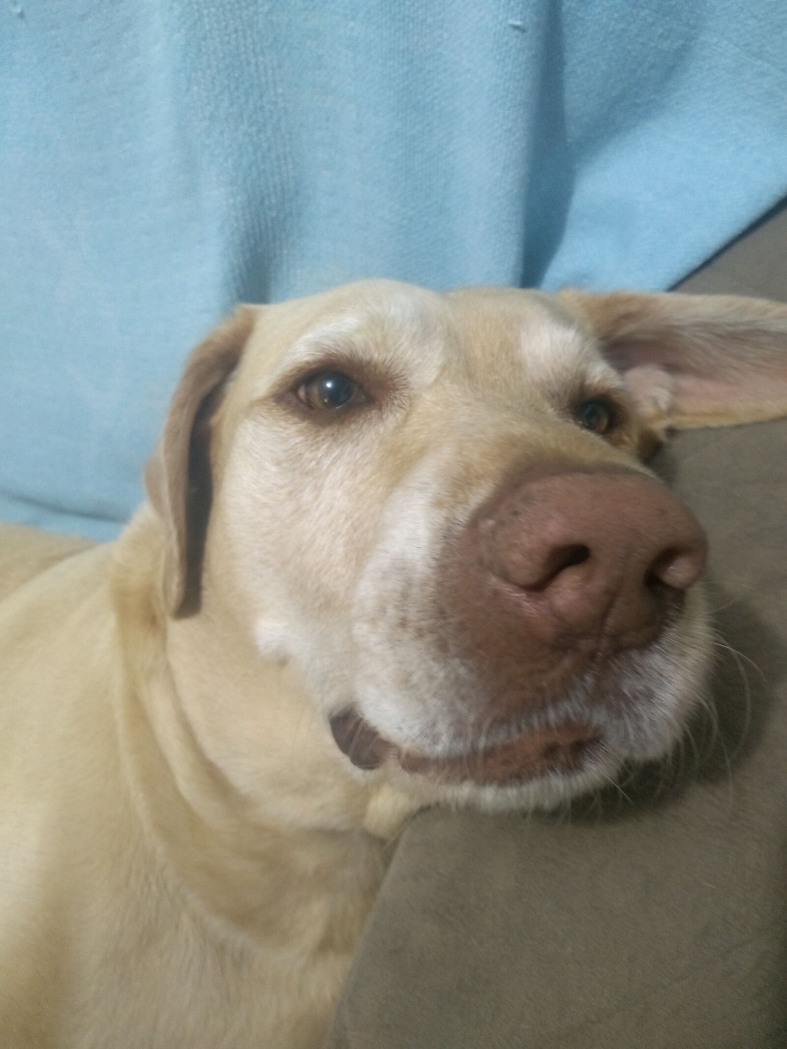 Motorola Moto G (5S) sample photo. Puppy, sleep, sounded photography