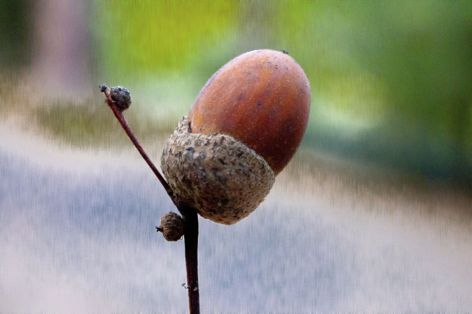 Canon EOS 70D sample photo. Autumn, fruit, nature photography