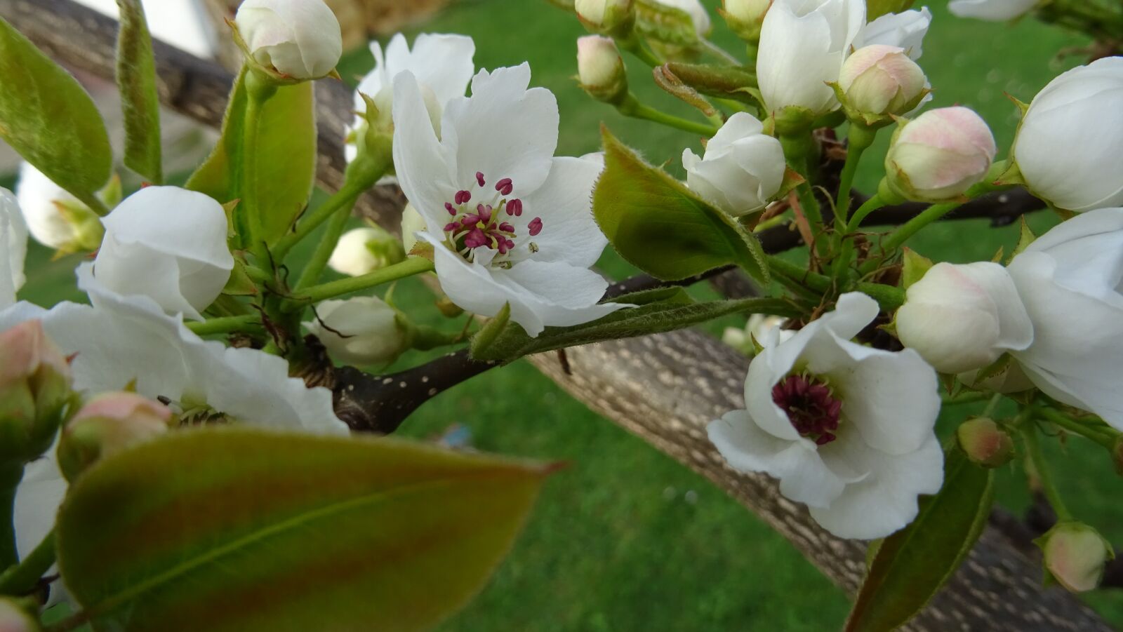 Sony DSC-HX60 sample photo. Pear blossom, blossom, pear photography