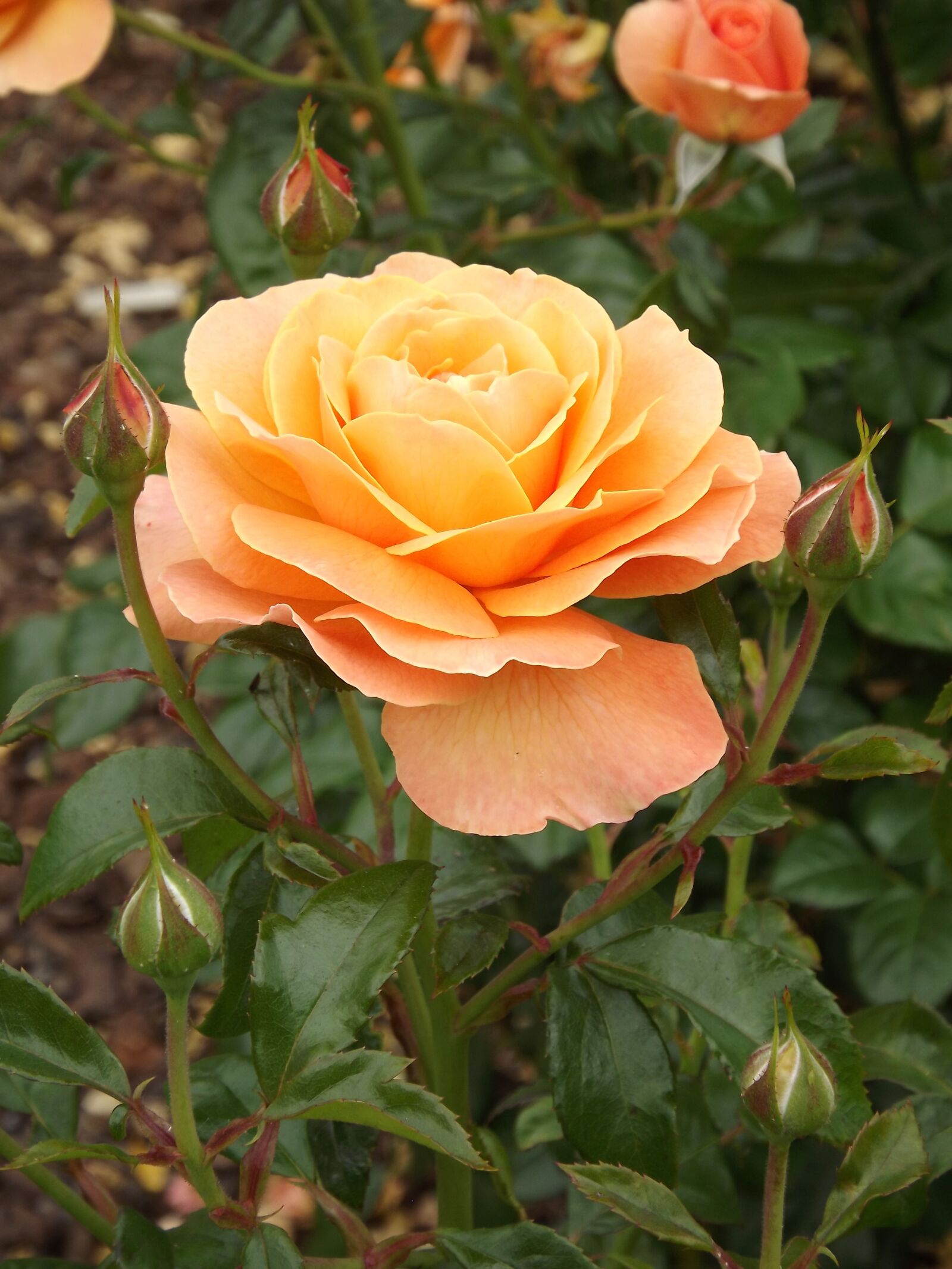 Fujifilm FinePix S3400 sample photo. Rose, orange, bloom photography