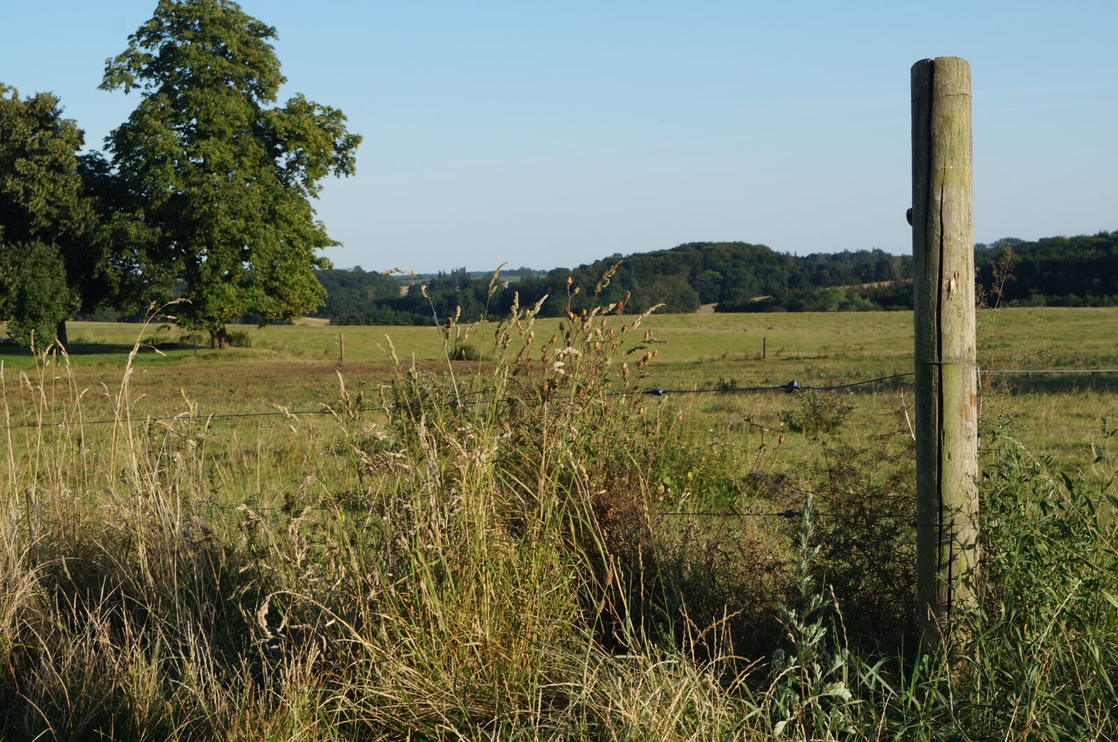 Sony SLT-A57 sample photo. Landscape, pasture, meadow photography