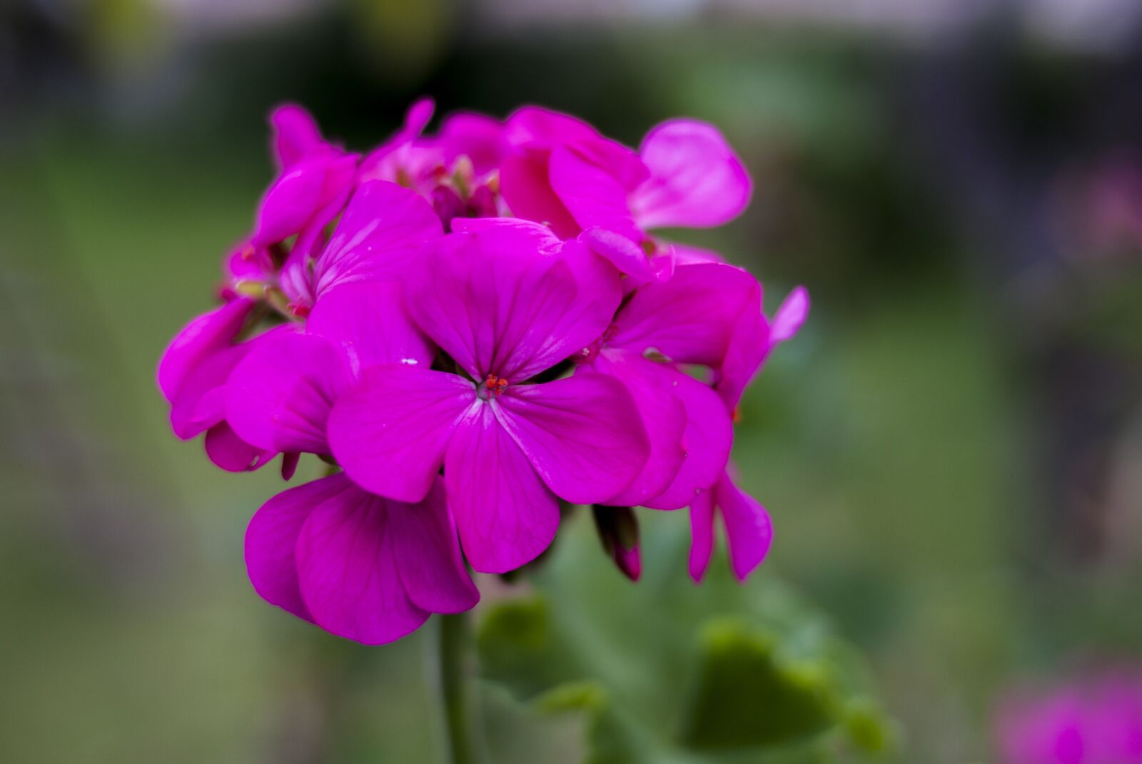 Nikon D60 sample photo. Flower, plant, nature photography
