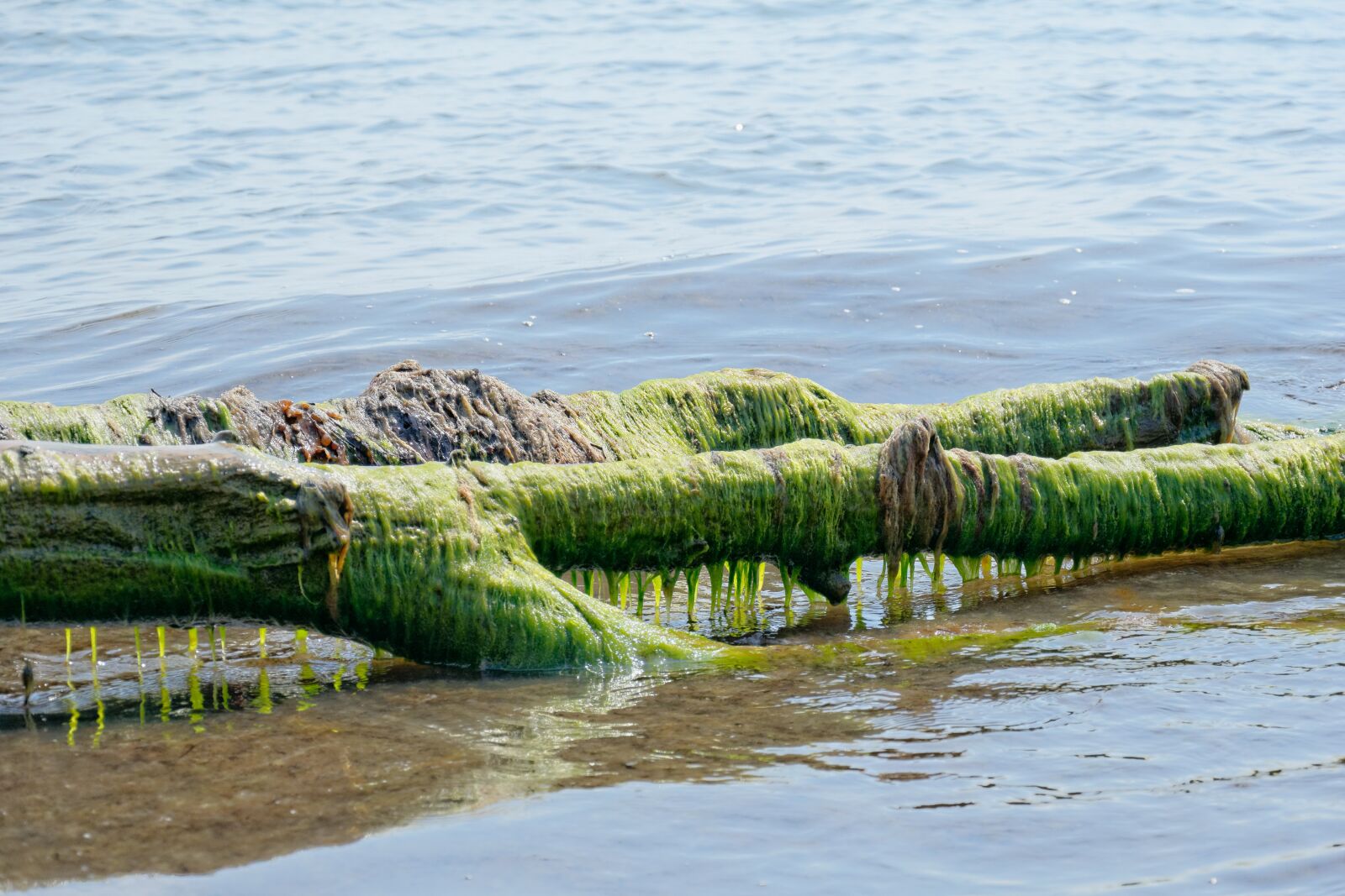 Nikon D5300 sample photo. Seaweed, sea, nature photography