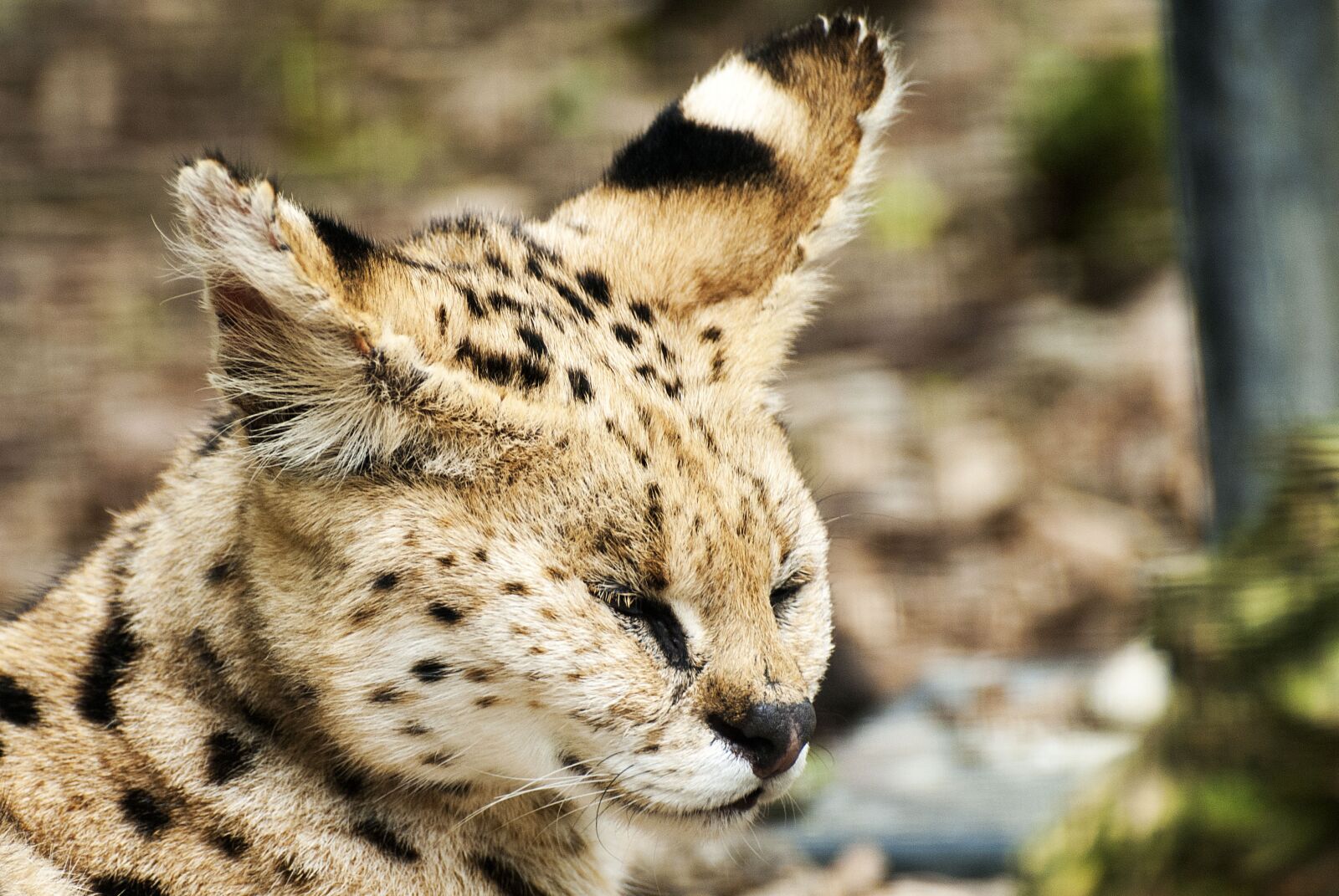 Nikon D80 sample photo. Cat, big cat, animal photography