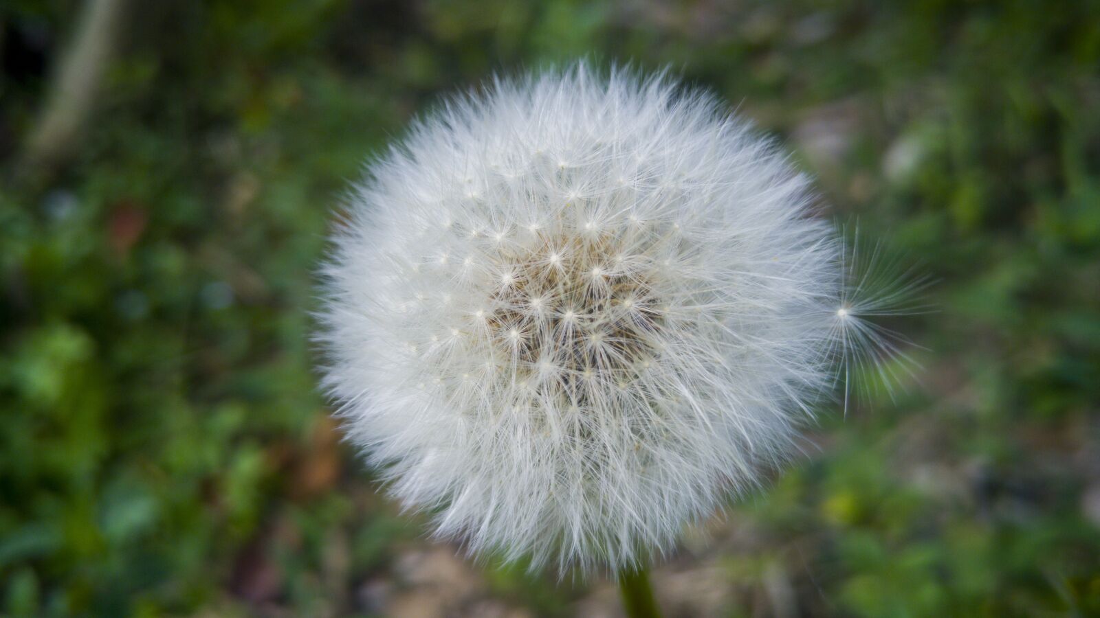 LG G4 sample photo. Taraxacum, nature, plant photography