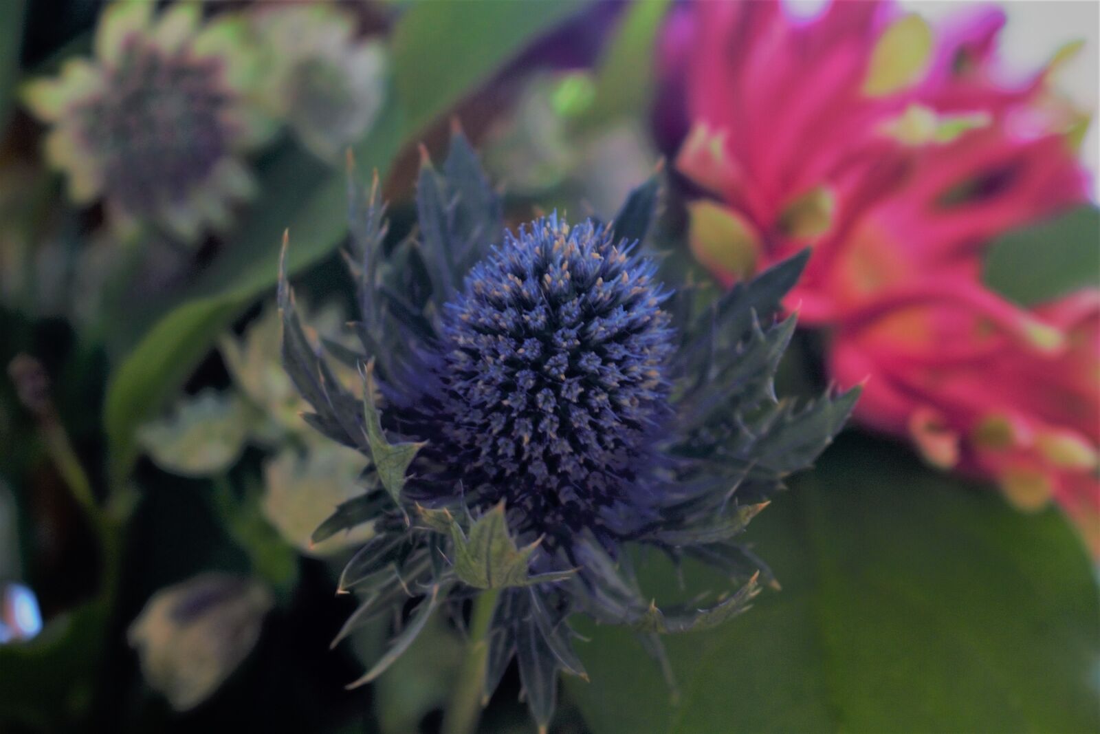 Canon EOS 100D (EOS Rebel SL1 / EOS Kiss X7) sample photo. Flower, color, nature photography