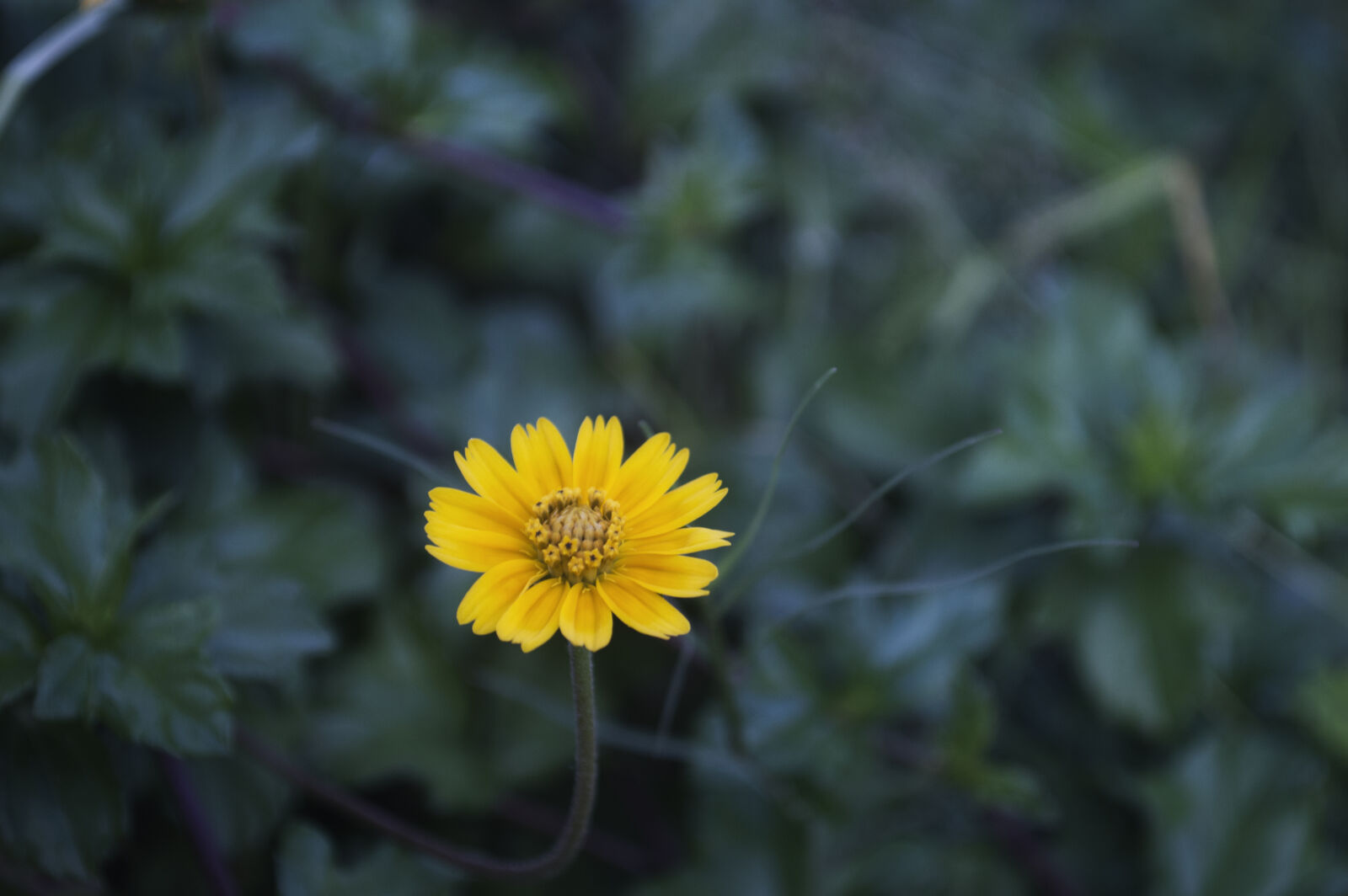 Nikon D3200 sample photo. Alone, flower, flower, yellow photography