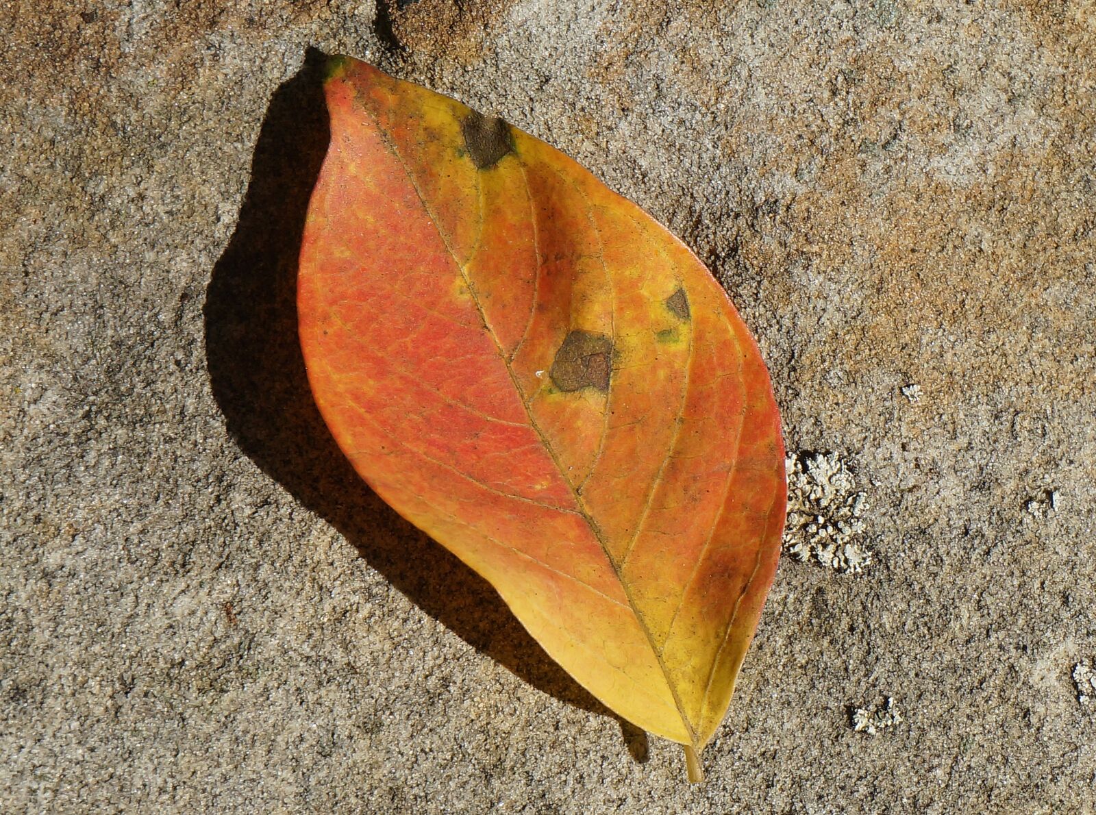 Sony Alpha NEX-5T sample photo. Orange leaf on stone photography