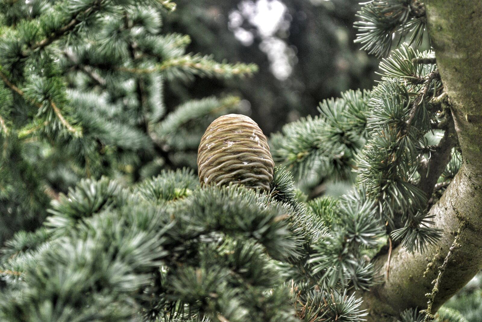 Nikon D3000 sample photo. Tree, green, garden photography