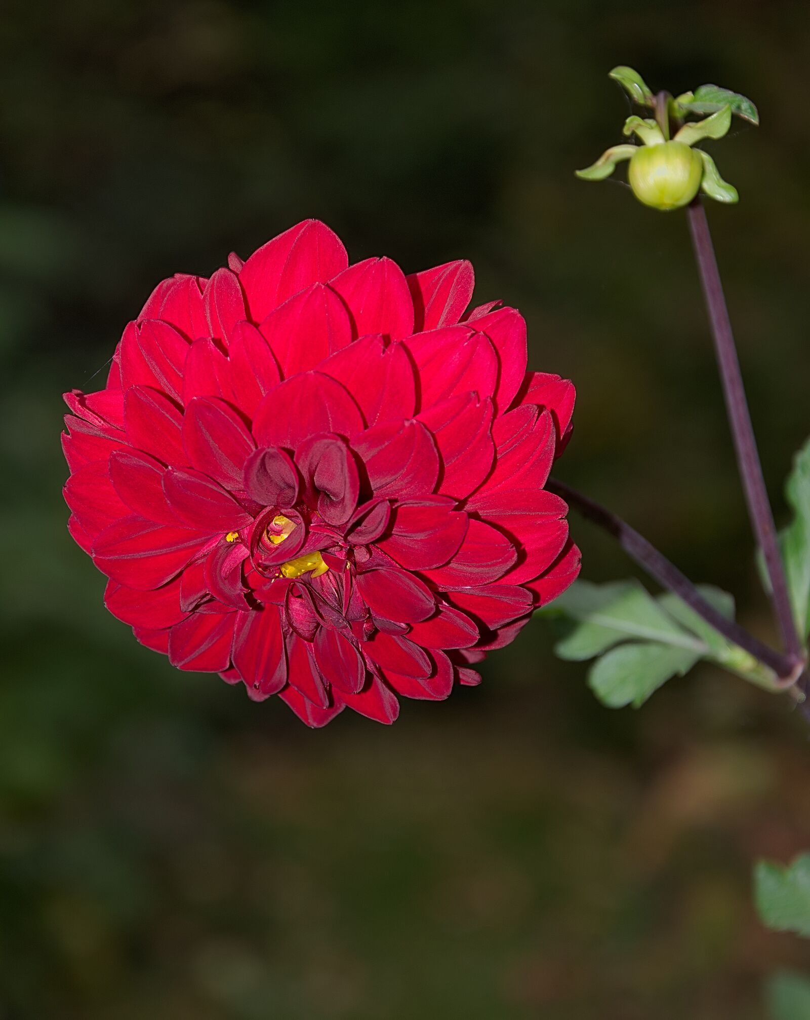 Nikon D3300 sample photo. Blossom, bloom, red photography