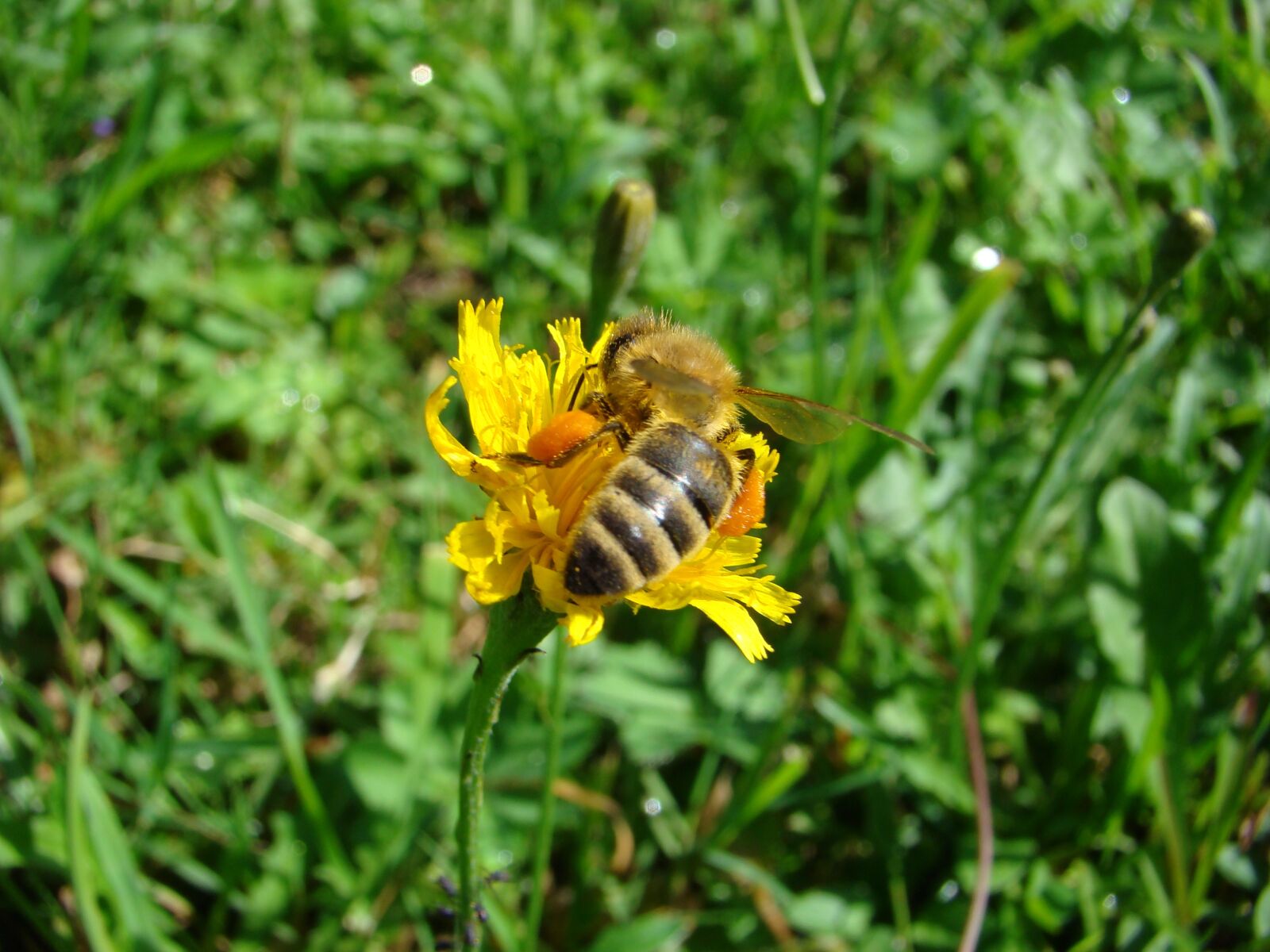 Sony DSC-H9 sample photo. Bee, honey, insect photography