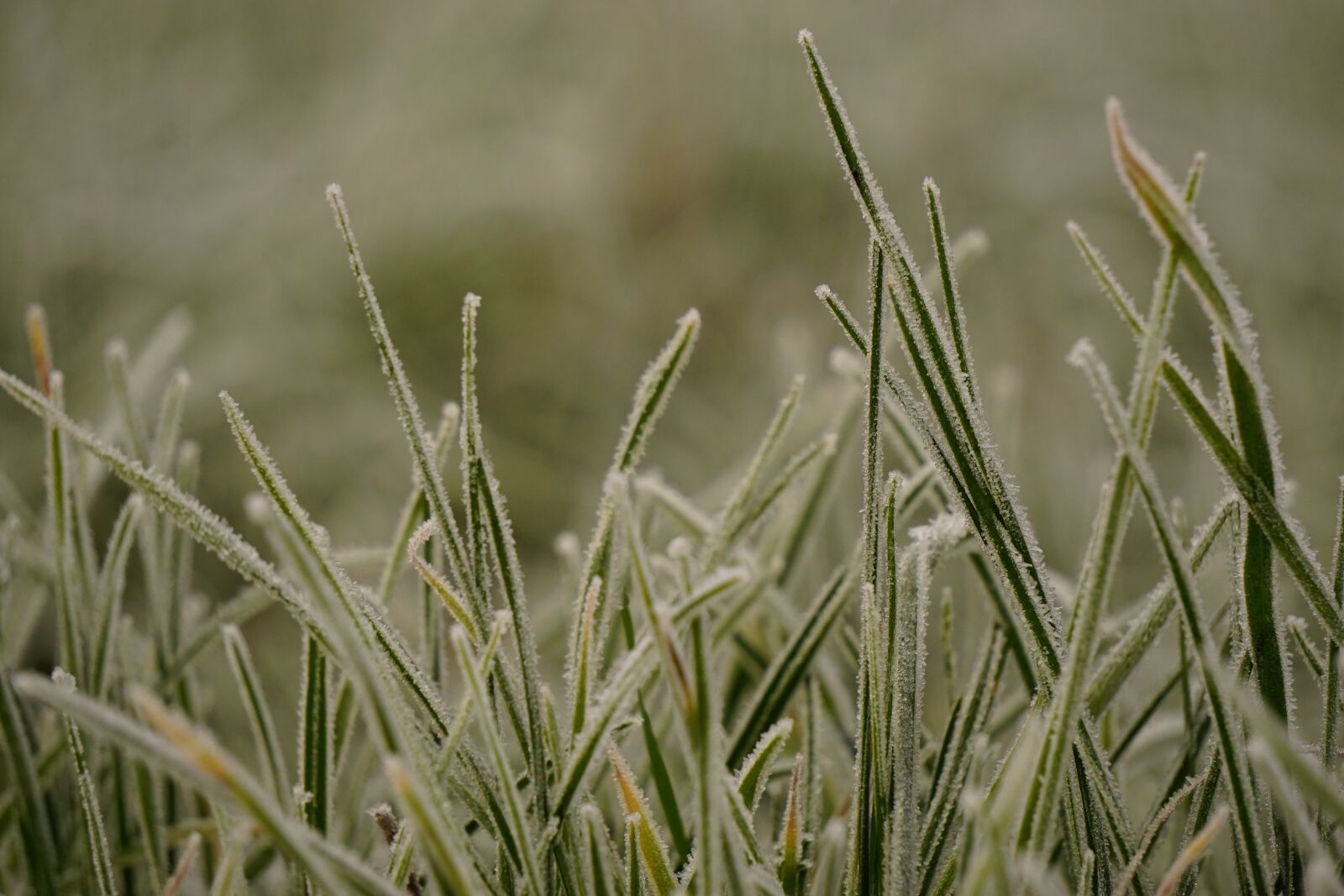 Sony E 55-210mm F4.5-6.3 OSS sample photo. Grass, hoarfrost, blades of photography