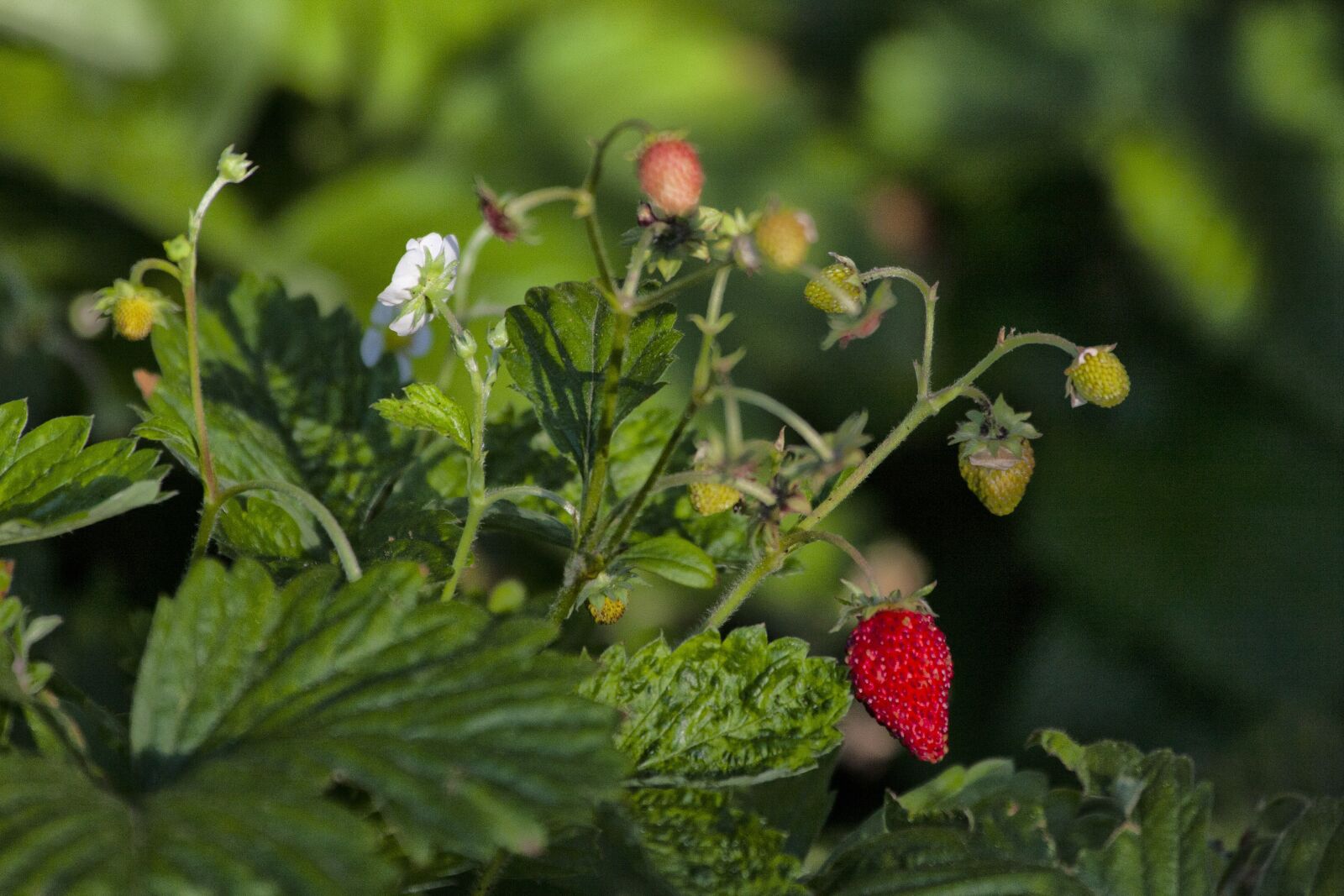 Canon EOS 5D Mark II sample photo. Strawberry, garden, strawberries photography