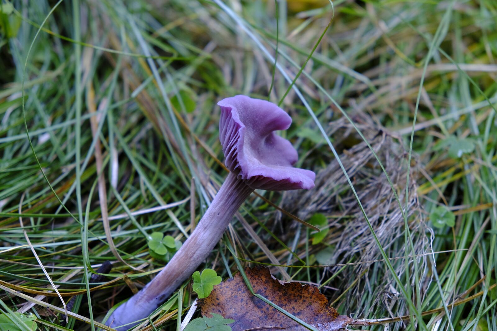 Fujifilm XF 18-55mm F2.8-4 R LM OIS sample photo. Mushroom, violet, autumn photography