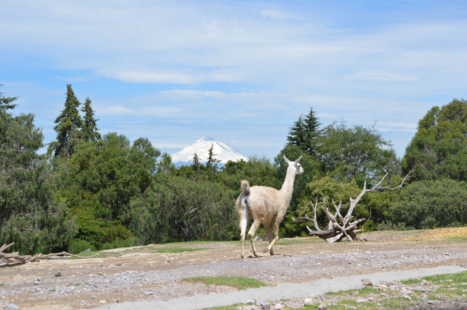 Nikon D3200 sample photo. Flame, mammal, large photography