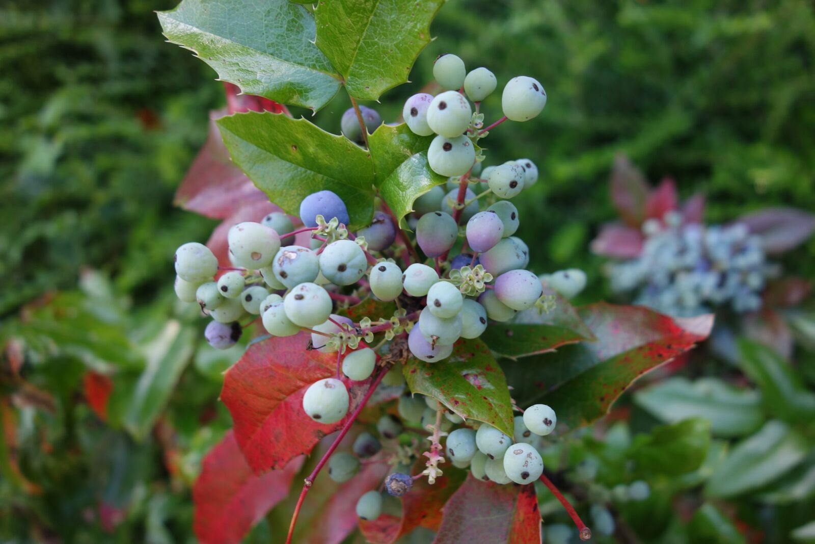 Sony Cyber-shot DSC-RX100 sample photo. Mahogany, plant, garden photography