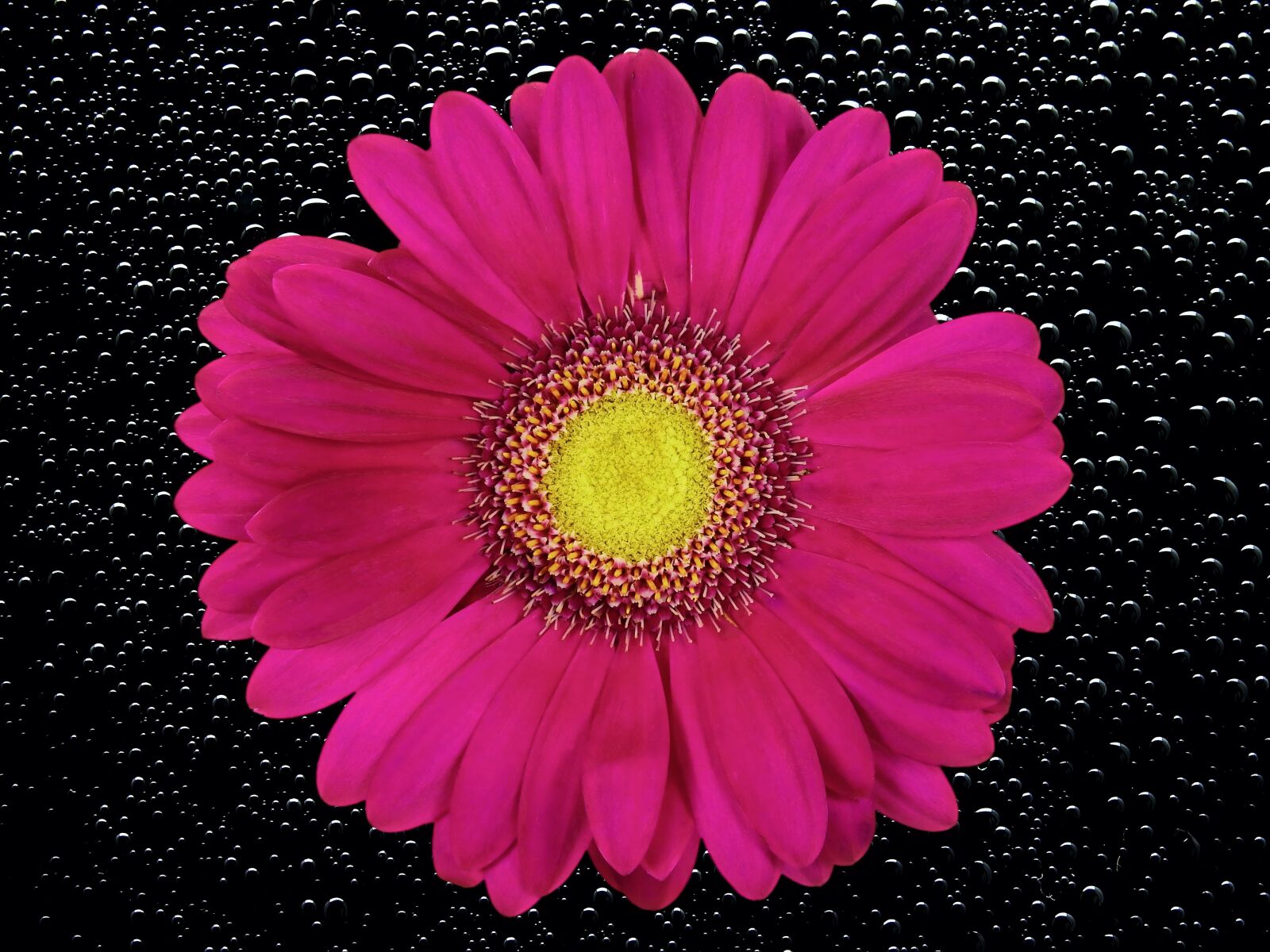 Nikon Coolpix P900 sample photo. Flower, blossom, bloom photography