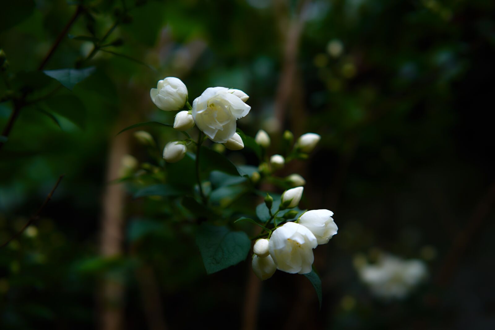 Sony a7 + Sony Sonnar T* FE 55mm F1.8 ZA sample photo. Flower, garden, white flowers photography