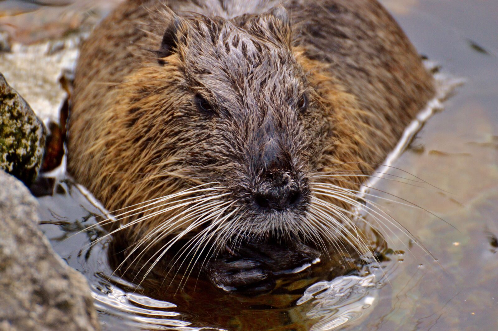 Nikon D3200 sample photo. Nutria, water rat, water photography