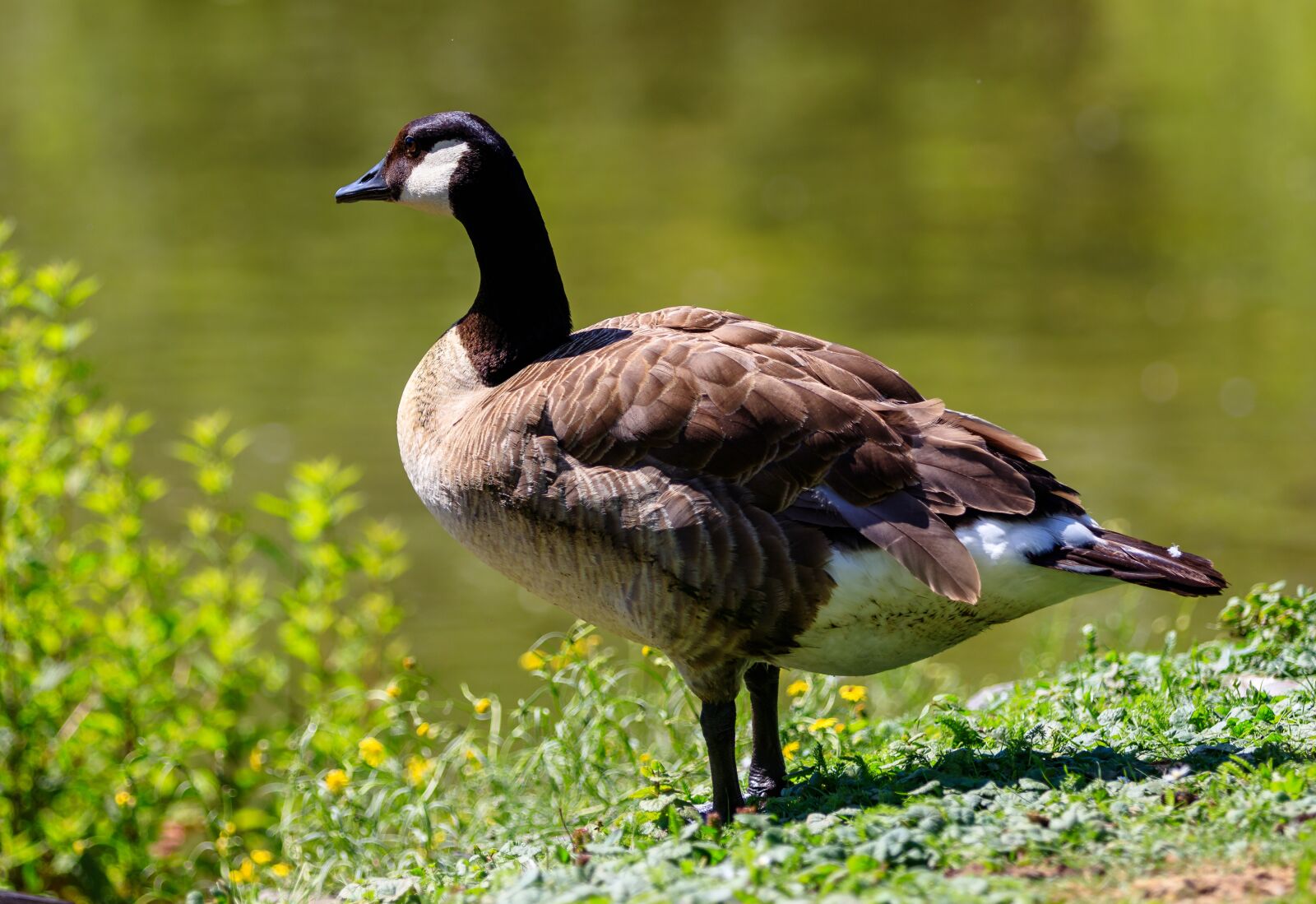 Canon EOS 80D sample photo. Geese, canada geese, birds photography