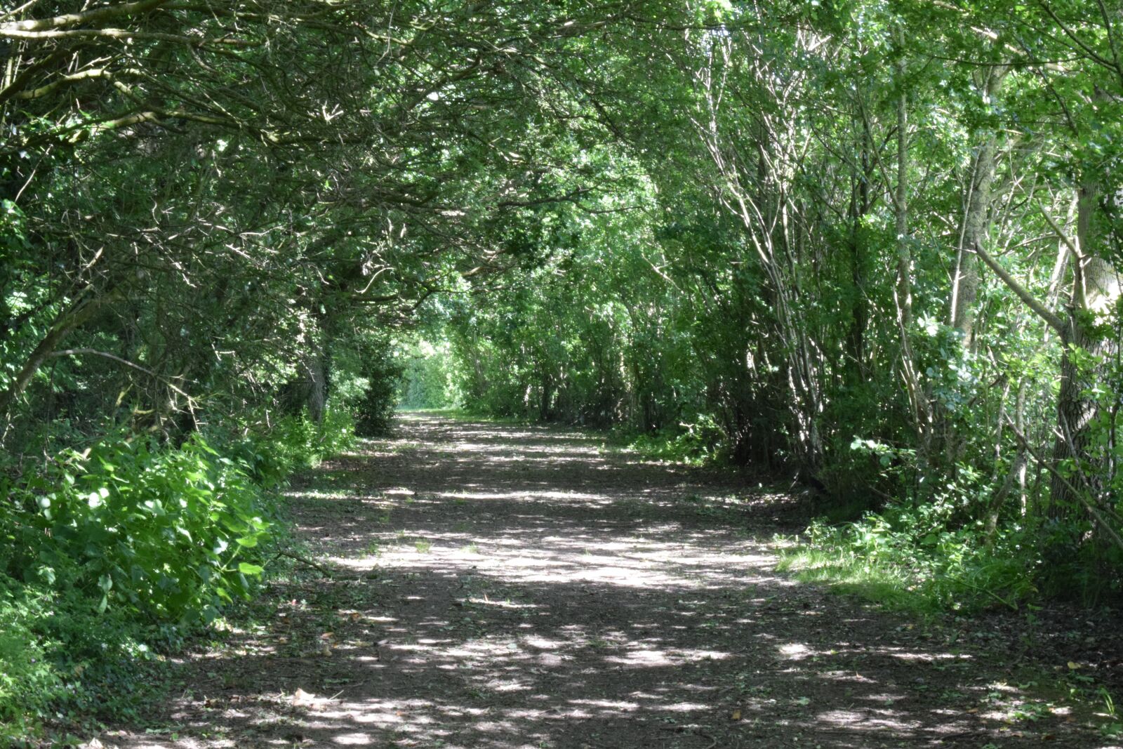 Nikon D5300 sample photo. Promenade, nature, tree photography