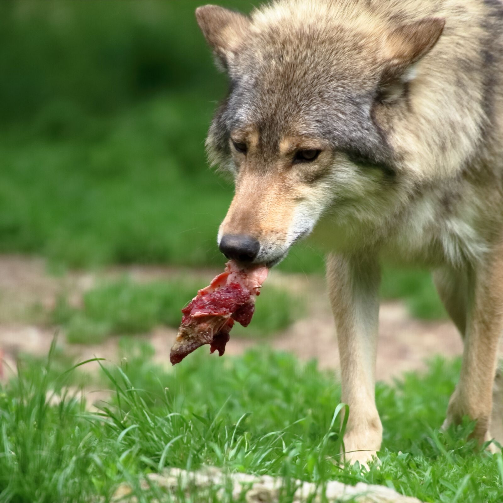 Canon EOS 1300D (EOS Rebel T6 / EOS Kiss X80) sample photo. Wolf, meat, carnivores photography
