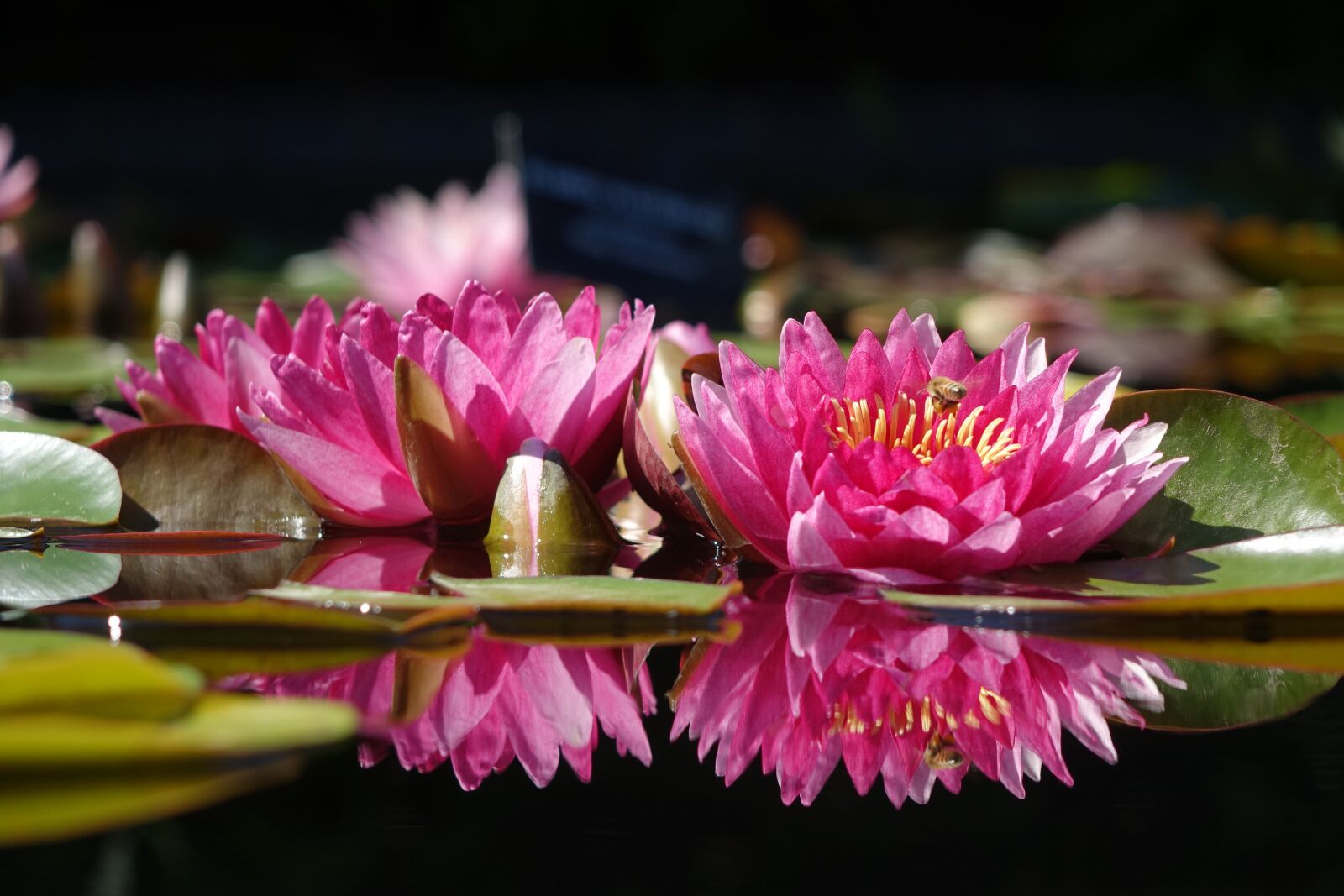 Sony Cyber-shot DSC-RX10 sample photo. Waterlily, flower, lily photography