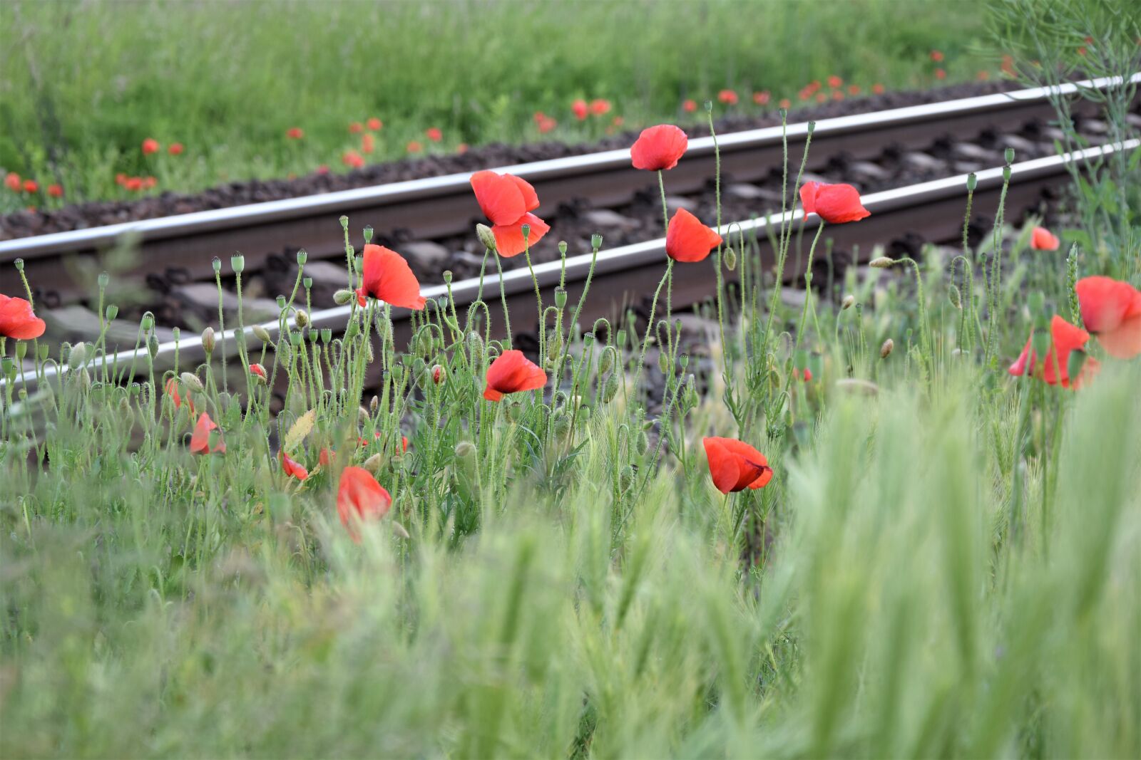 Nikon D3300 sample photo. Red poppy near railway photography