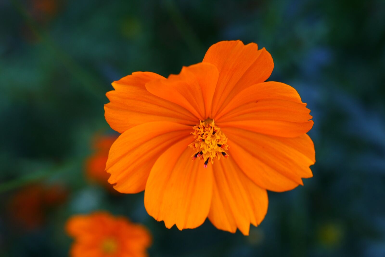Canon EOS 40D sample photo. Nature, flowers, yellow photography