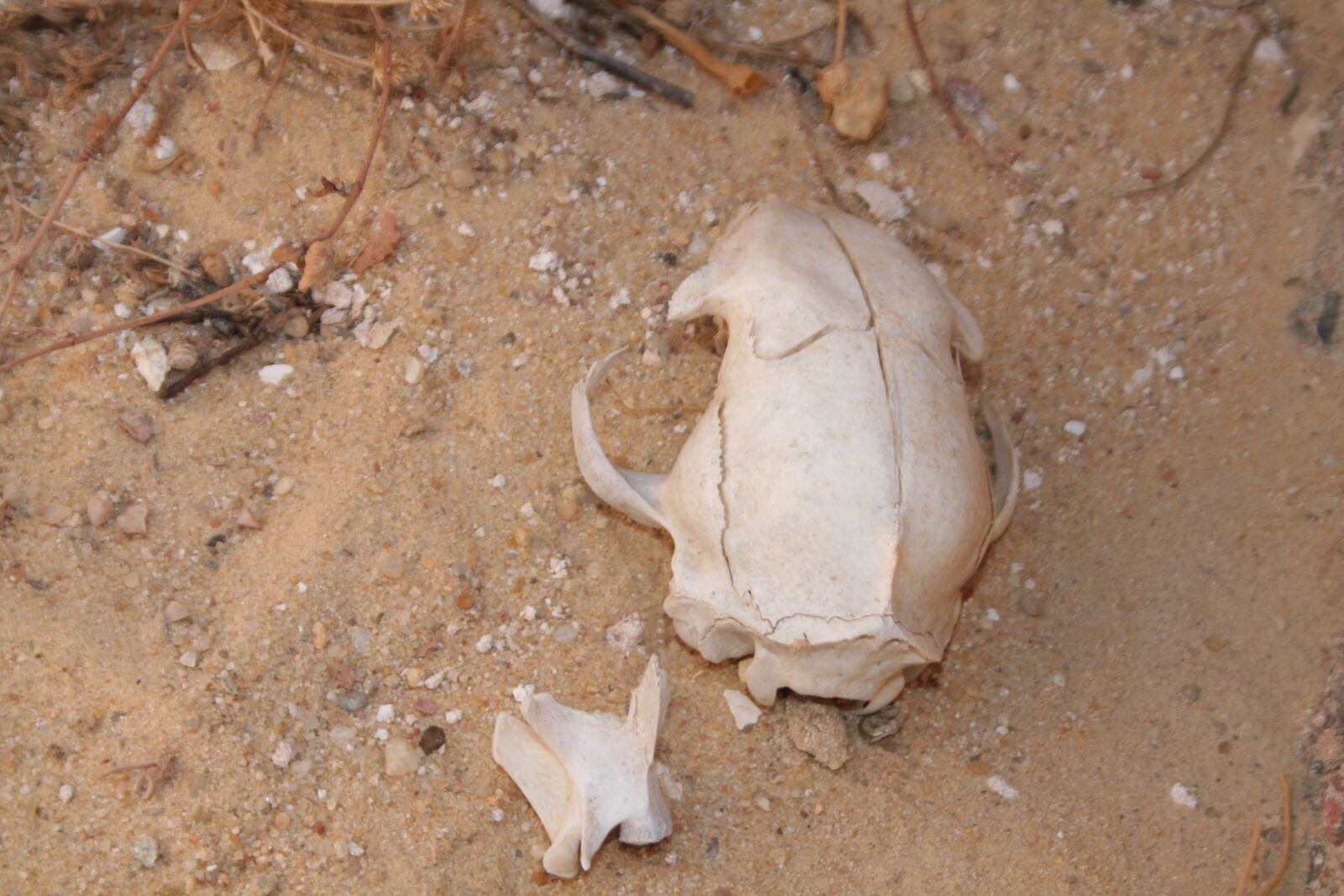 Canon EOS 350D (EOS Digital Rebel XT / EOS Kiss Digital N) sample photo. Nature, sand, no person photography