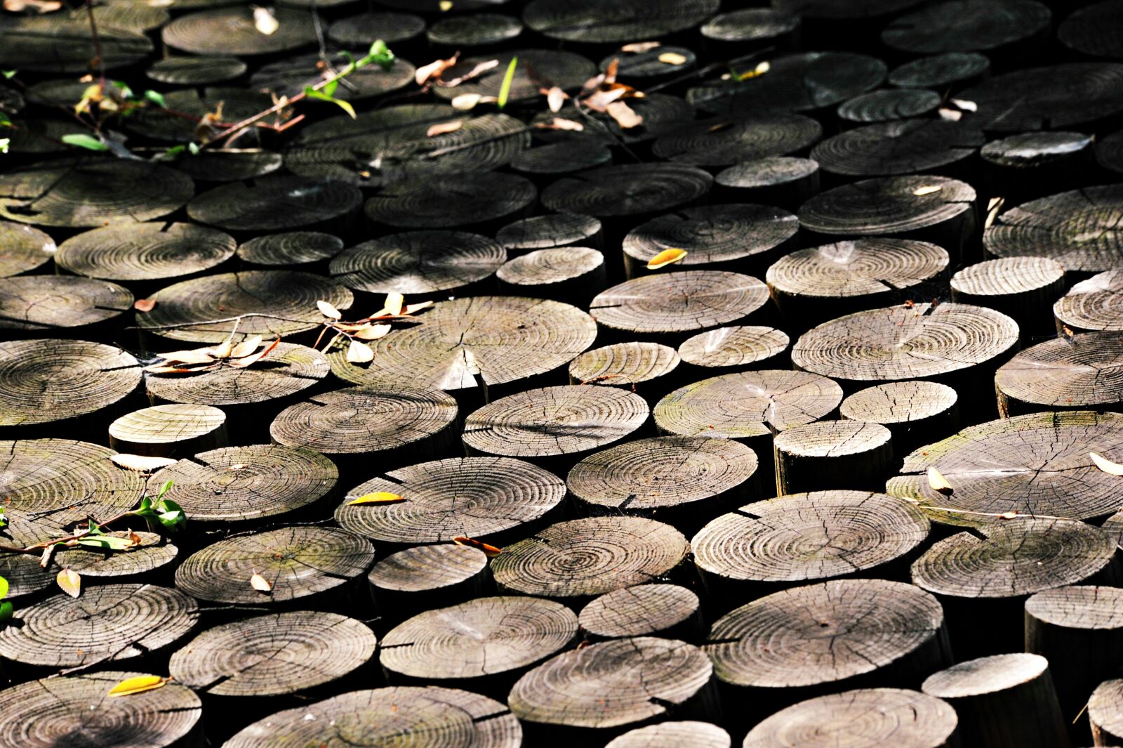 Nikon D700 sample photo. Wood, annual zone, leaves photography