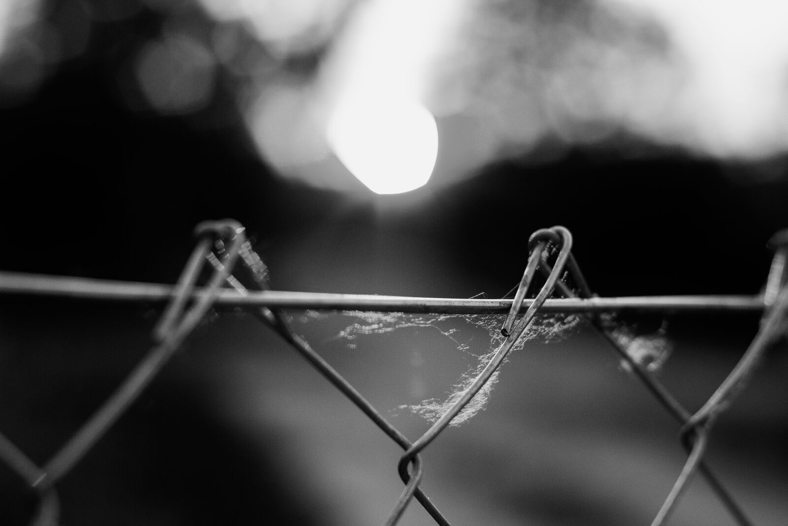 Canon EOS 550D (EOS Rebel T2i / EOS Kiss X4) sample photo. Black white, fence, nature photography