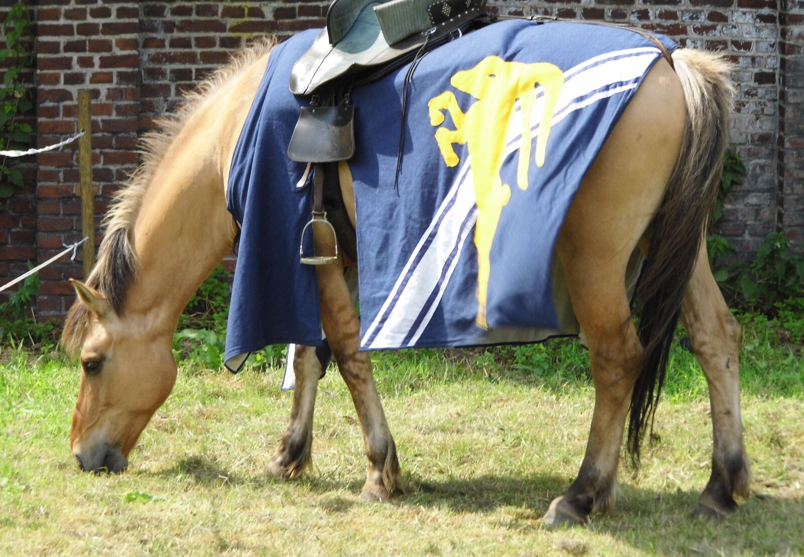 PENTACON luxmedia 16-Z21S sample photo. Horse, coat of arms photography