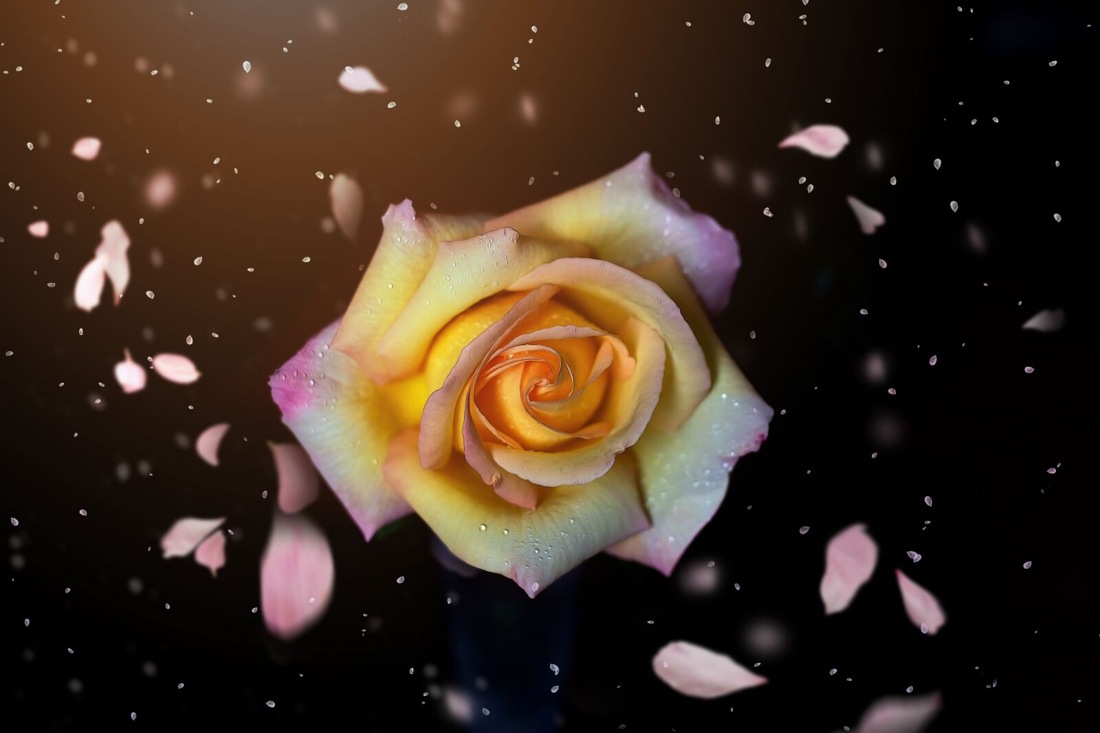 Canon EOS 5D Mark III sample photo. Flower, rose, white rose photography