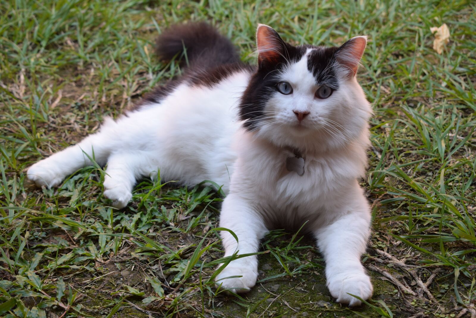Nikon D5300 sample photo. Cat, animals, domestic photography