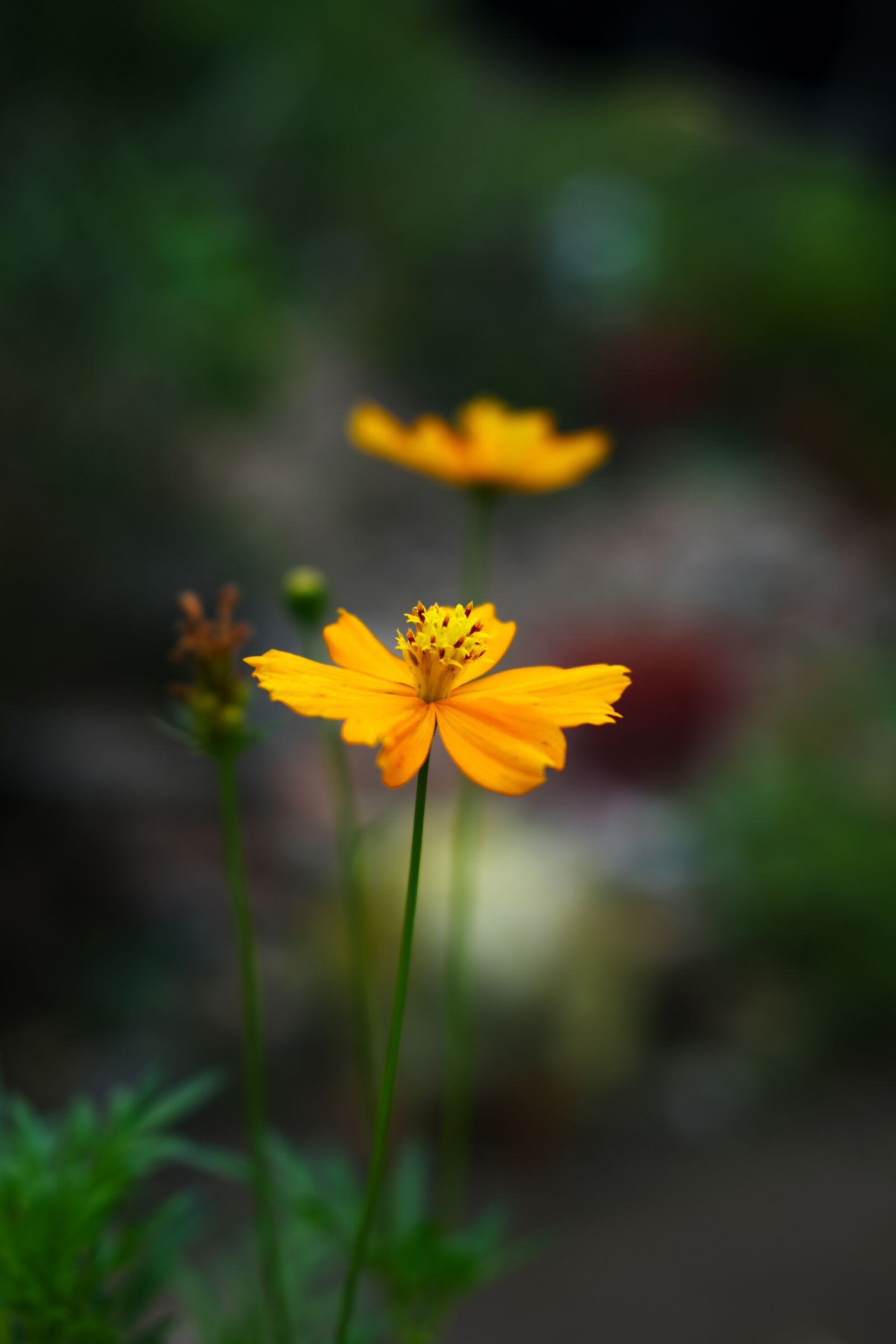Fujifilm XC 35mm F2 sample photo. Flower, daisies, yellow photography