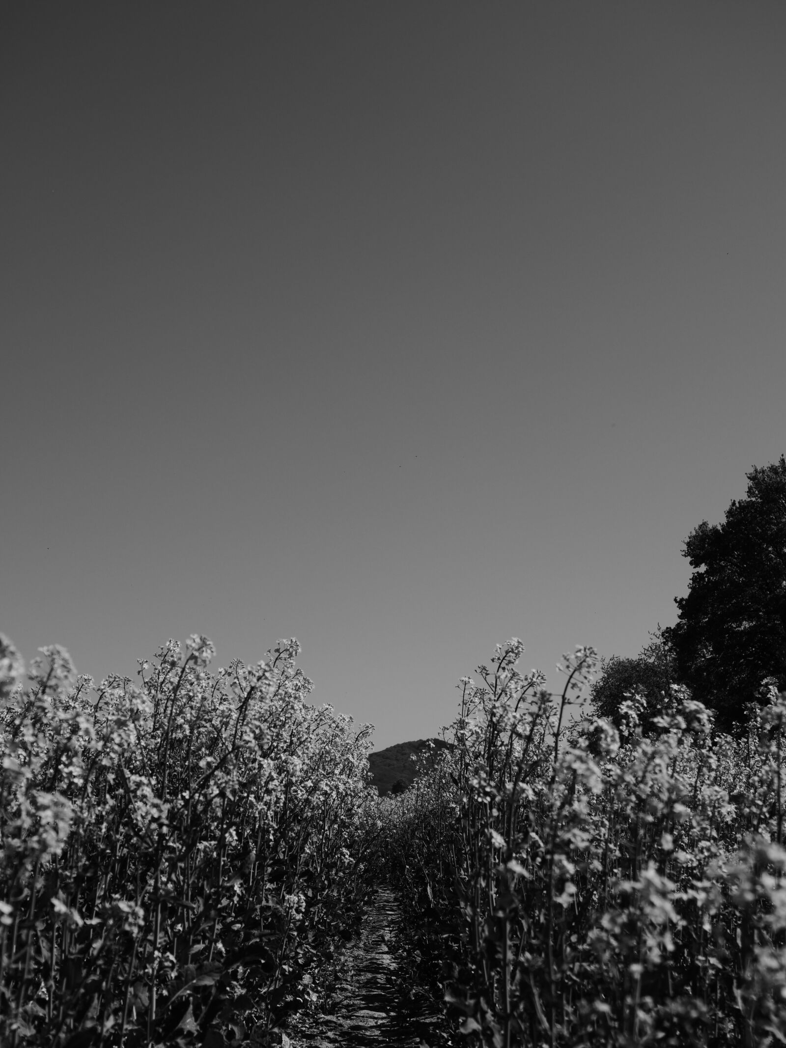 LEICA DG 12-60/F2.8-4.0 sample photo. Canola, canola field, field photography