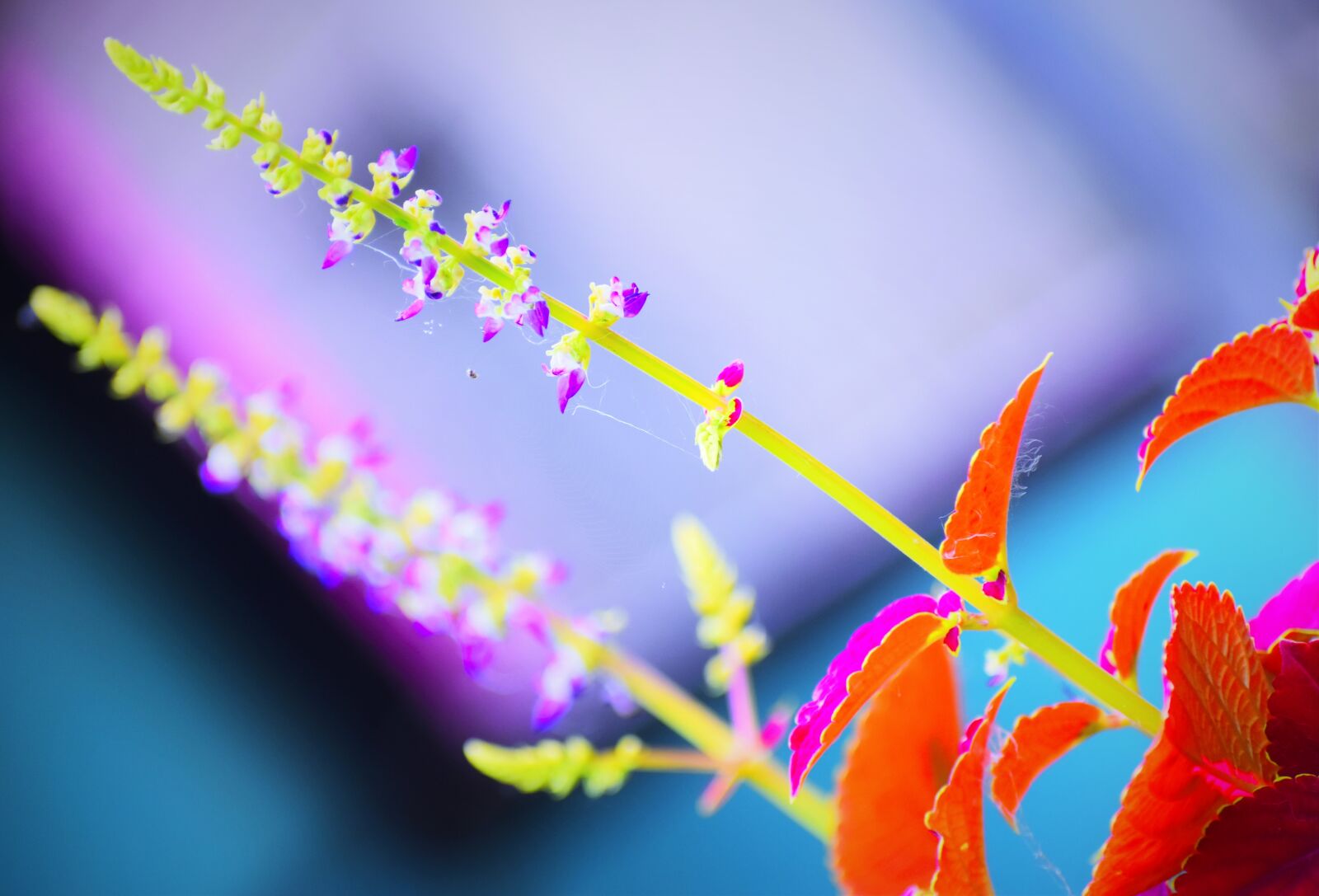 Nikon D5600 sample photo. Flower, nature, flora photography