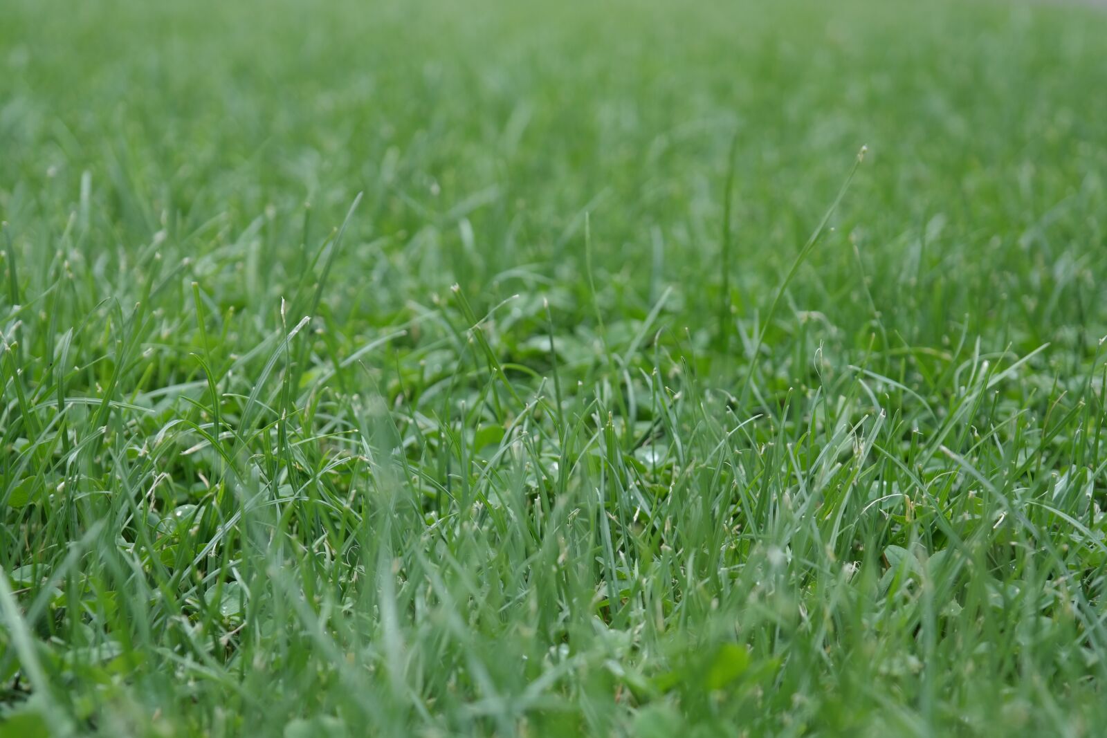 Samsung NX300 sample photo. Lawn, grass, green photography