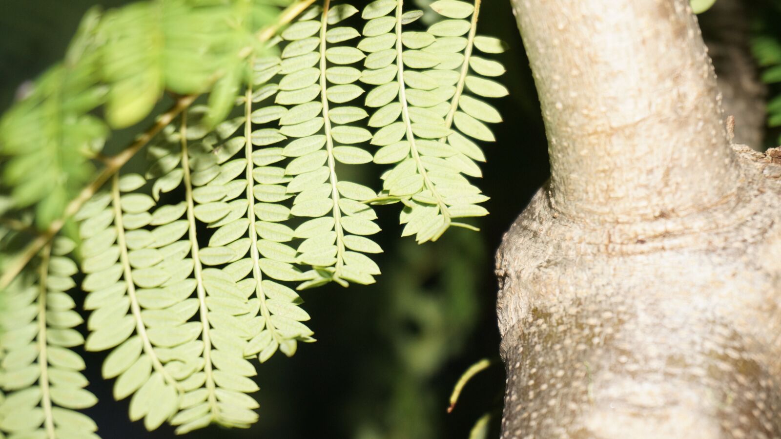 Sony Alpha NEX-6 sample photo. Leaves, tree, wood photography