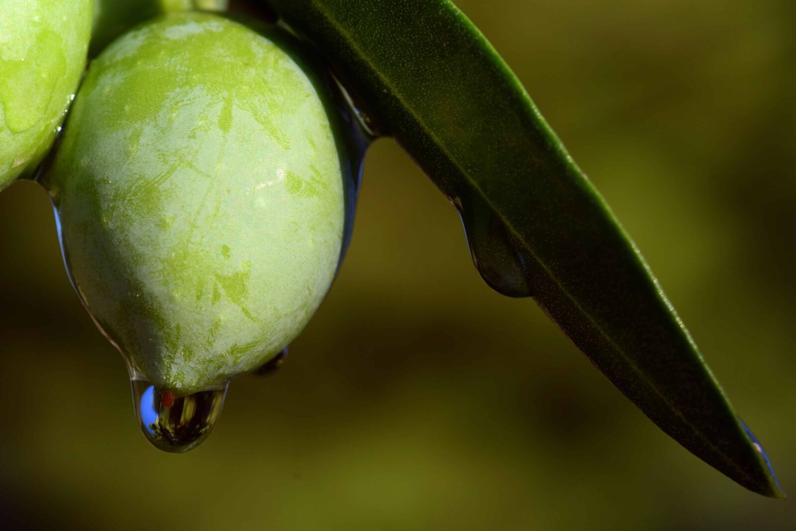 Nikon D3300 sample photo. Fruit, nature, food, leaf photography