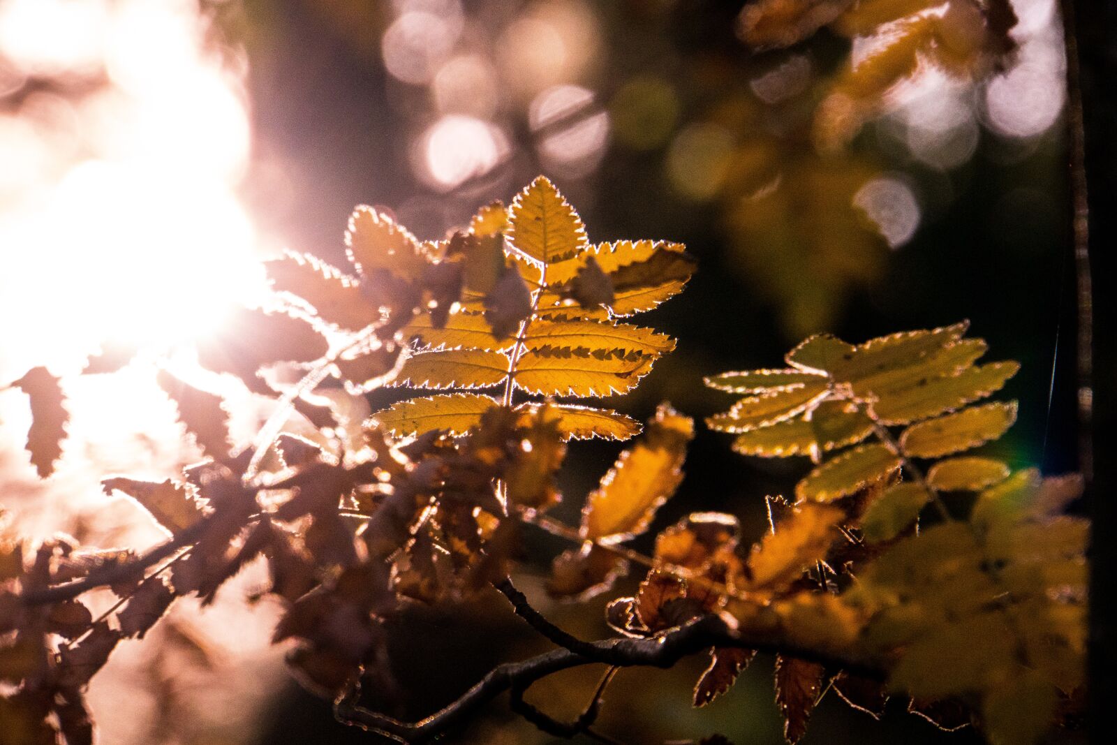 Sony a6500 sample photo. Backlighting, autumn, nature photography